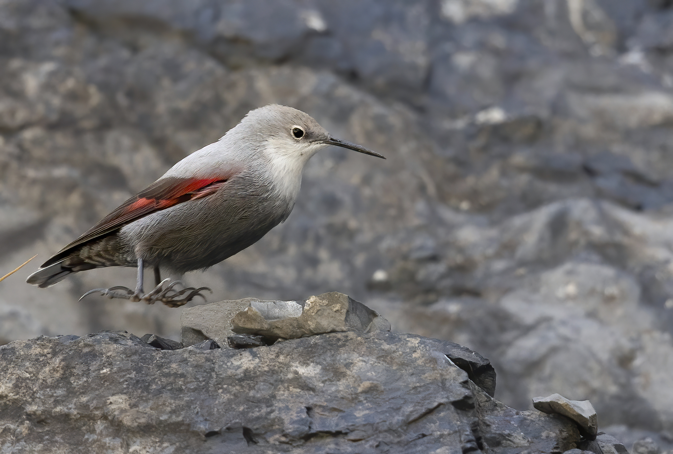 il salto del picchio muraiolo