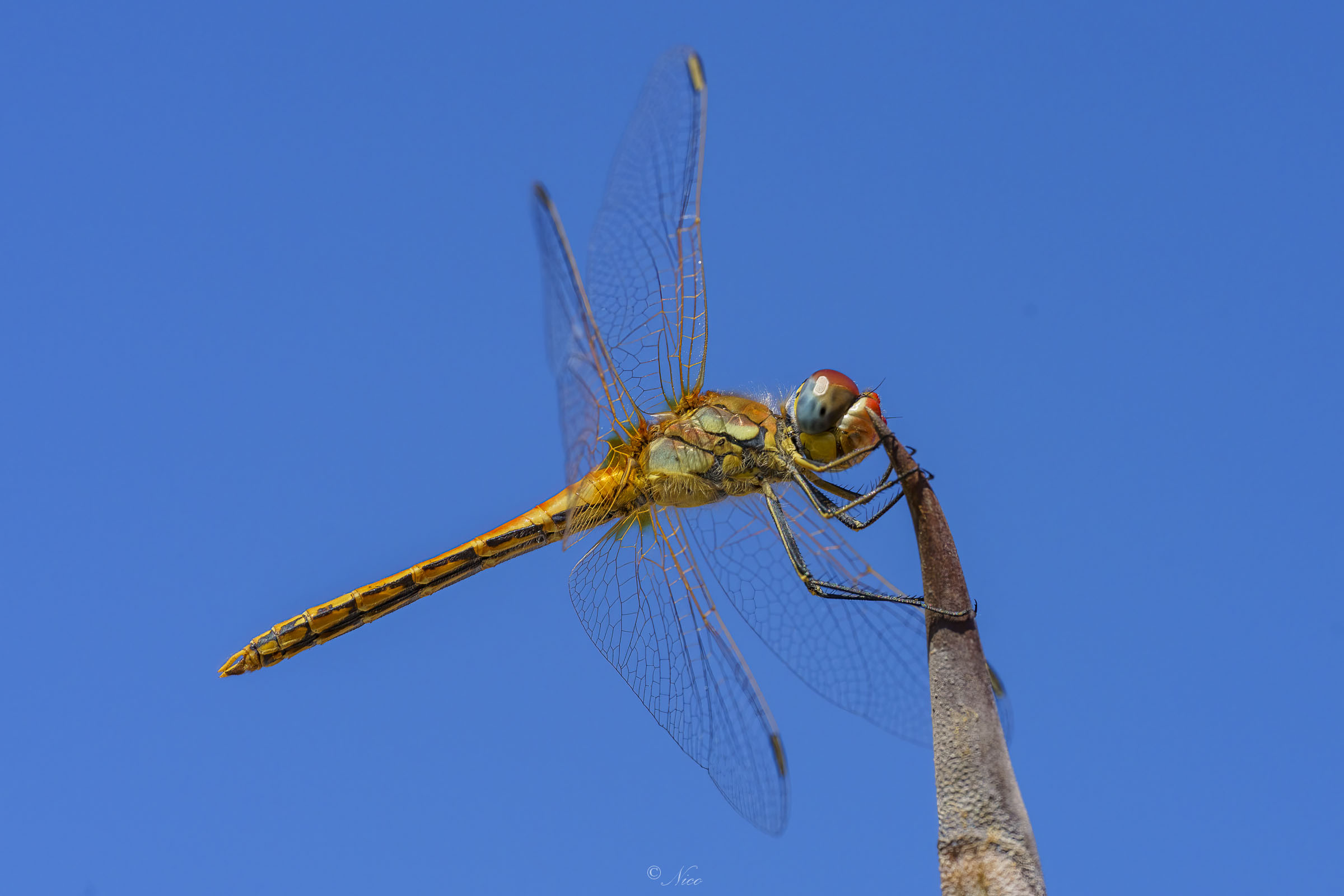libellula