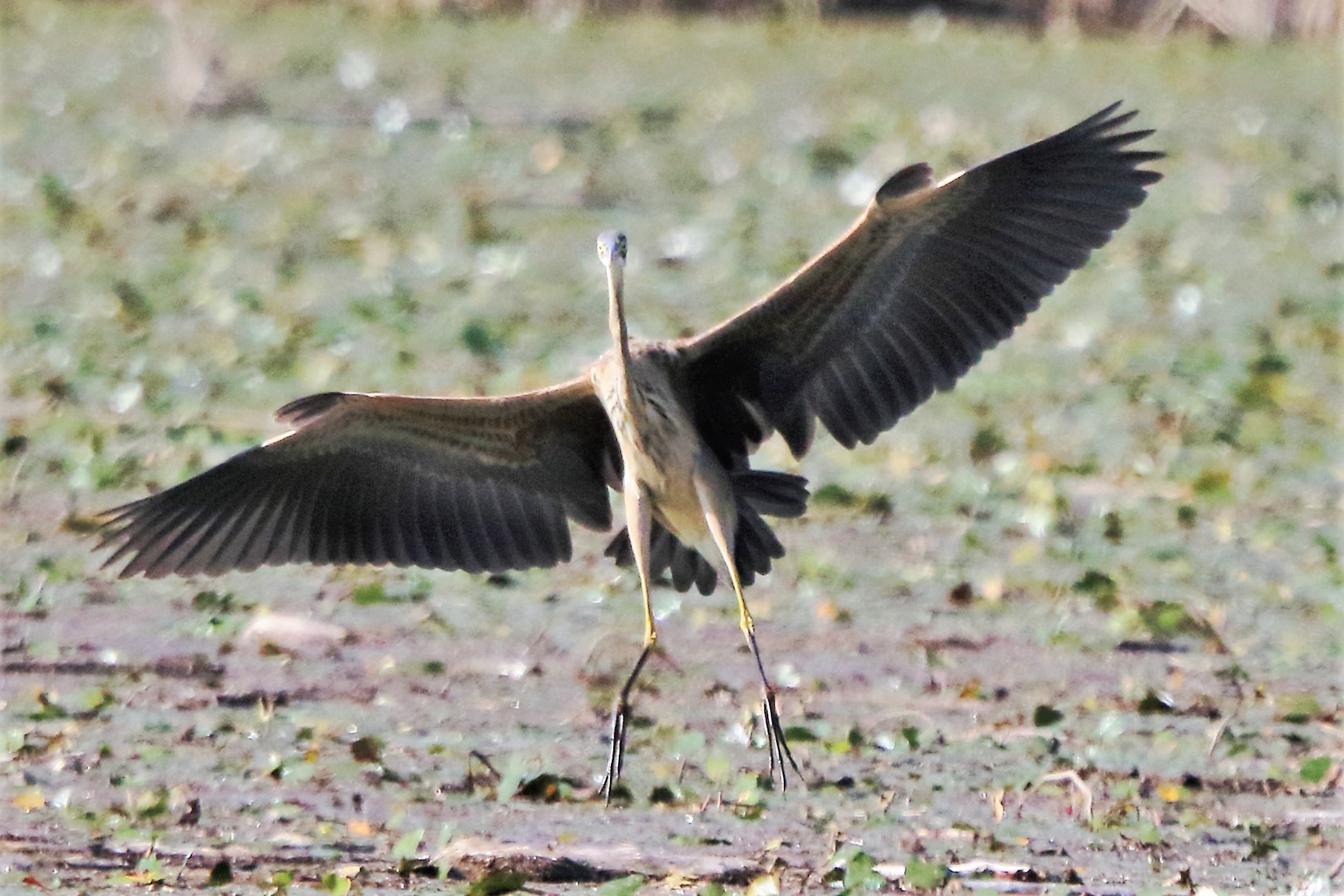 Purple heron