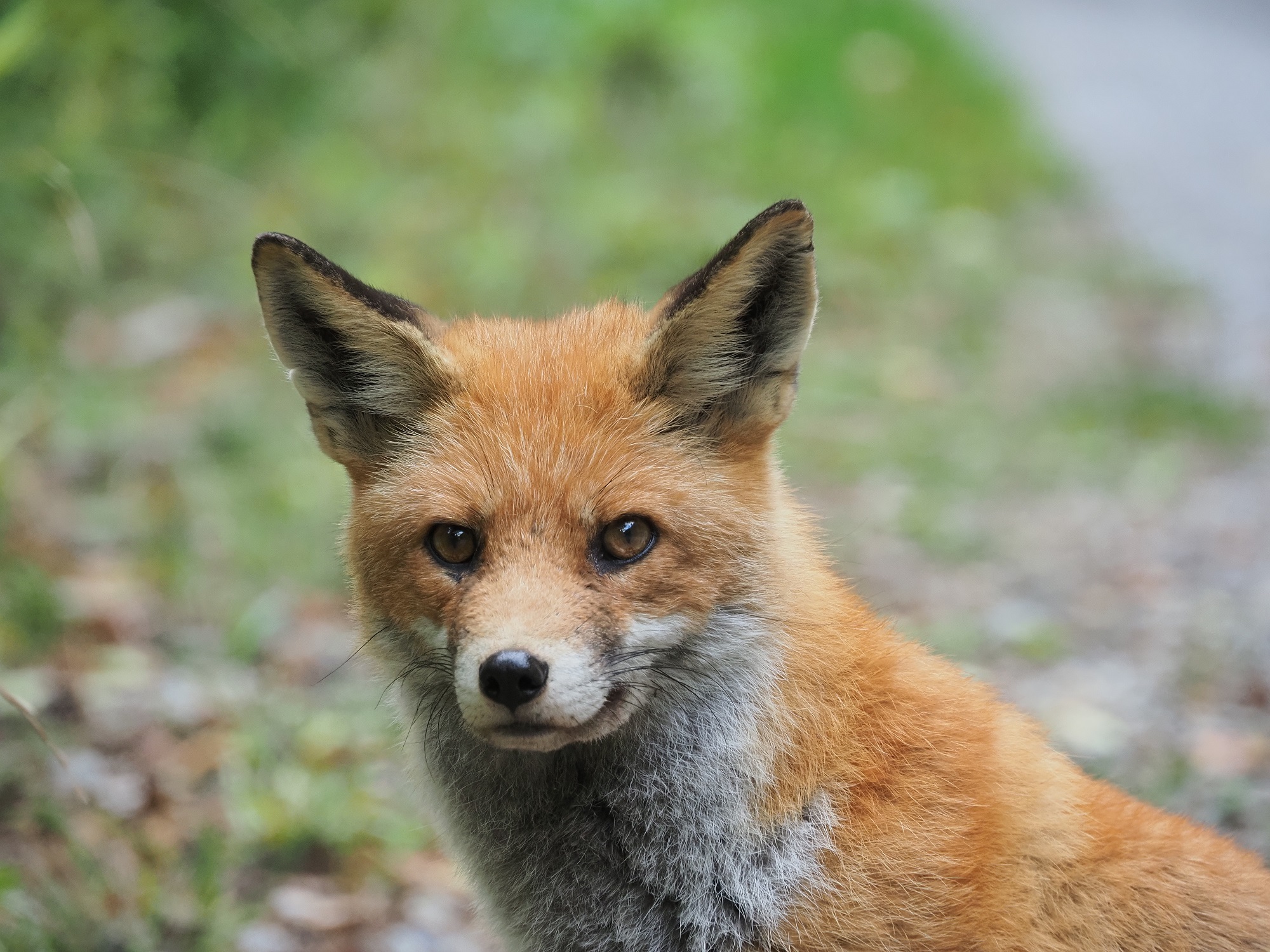 ... face to face.... with the fox