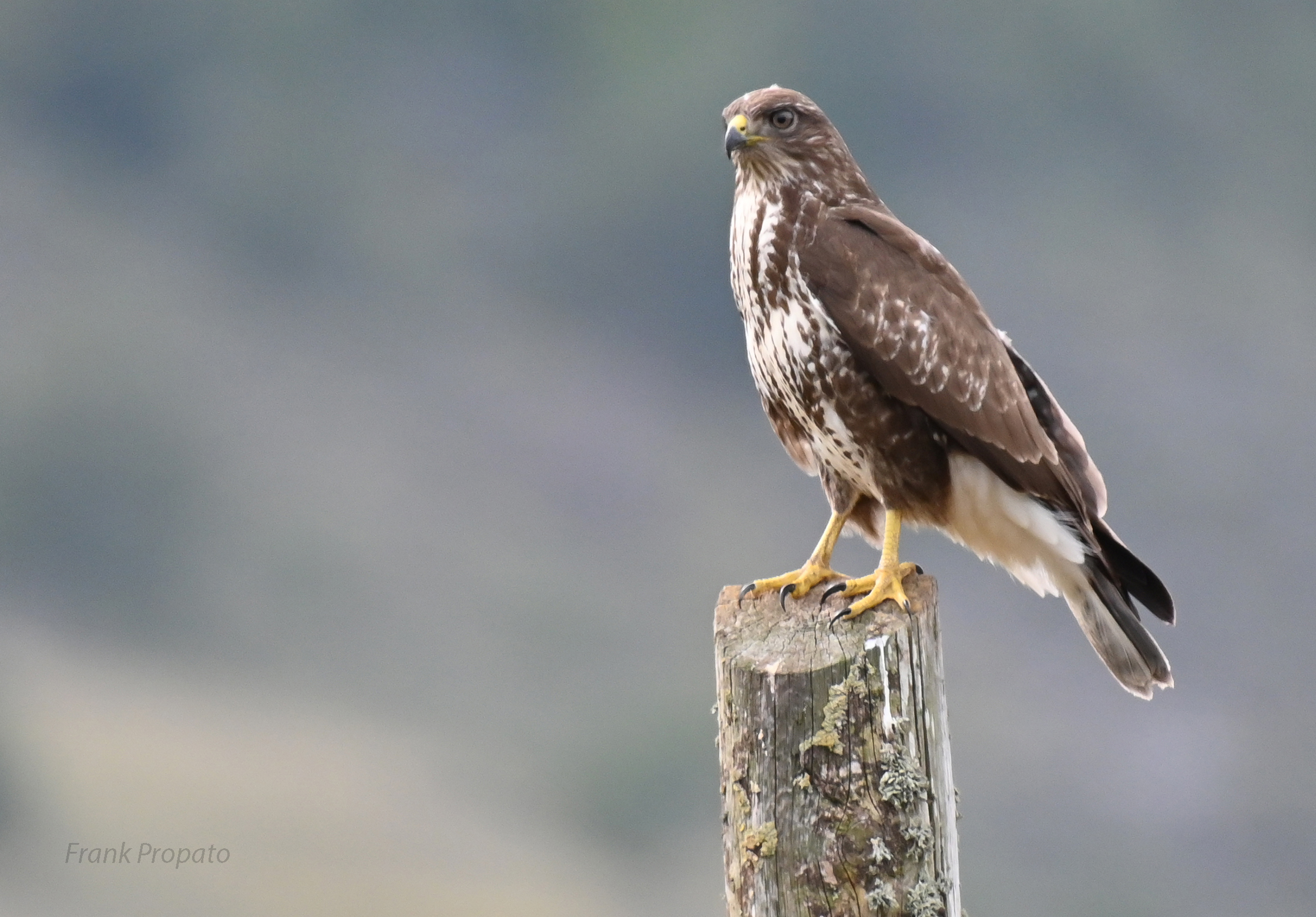Poiana Parco nazionale del Pollino