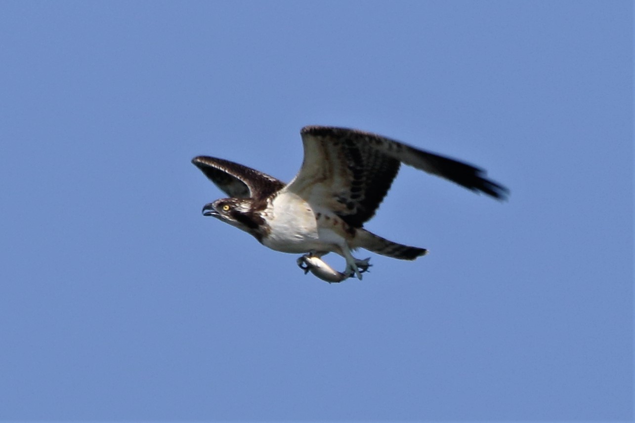 Osprey with prey 112
