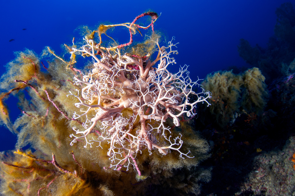 stella "gorgona". AMP Portofino