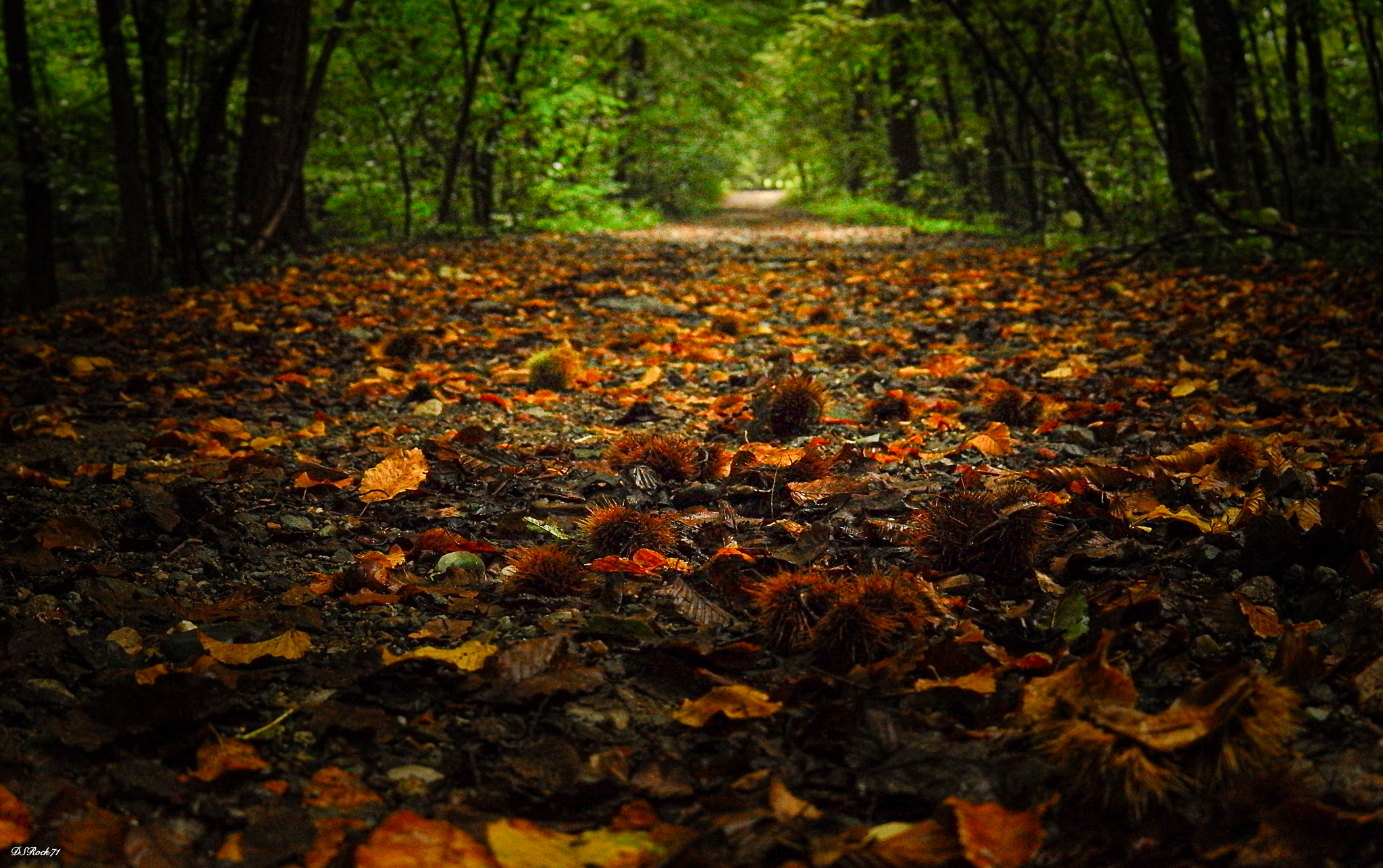 a serene and gloomy morning