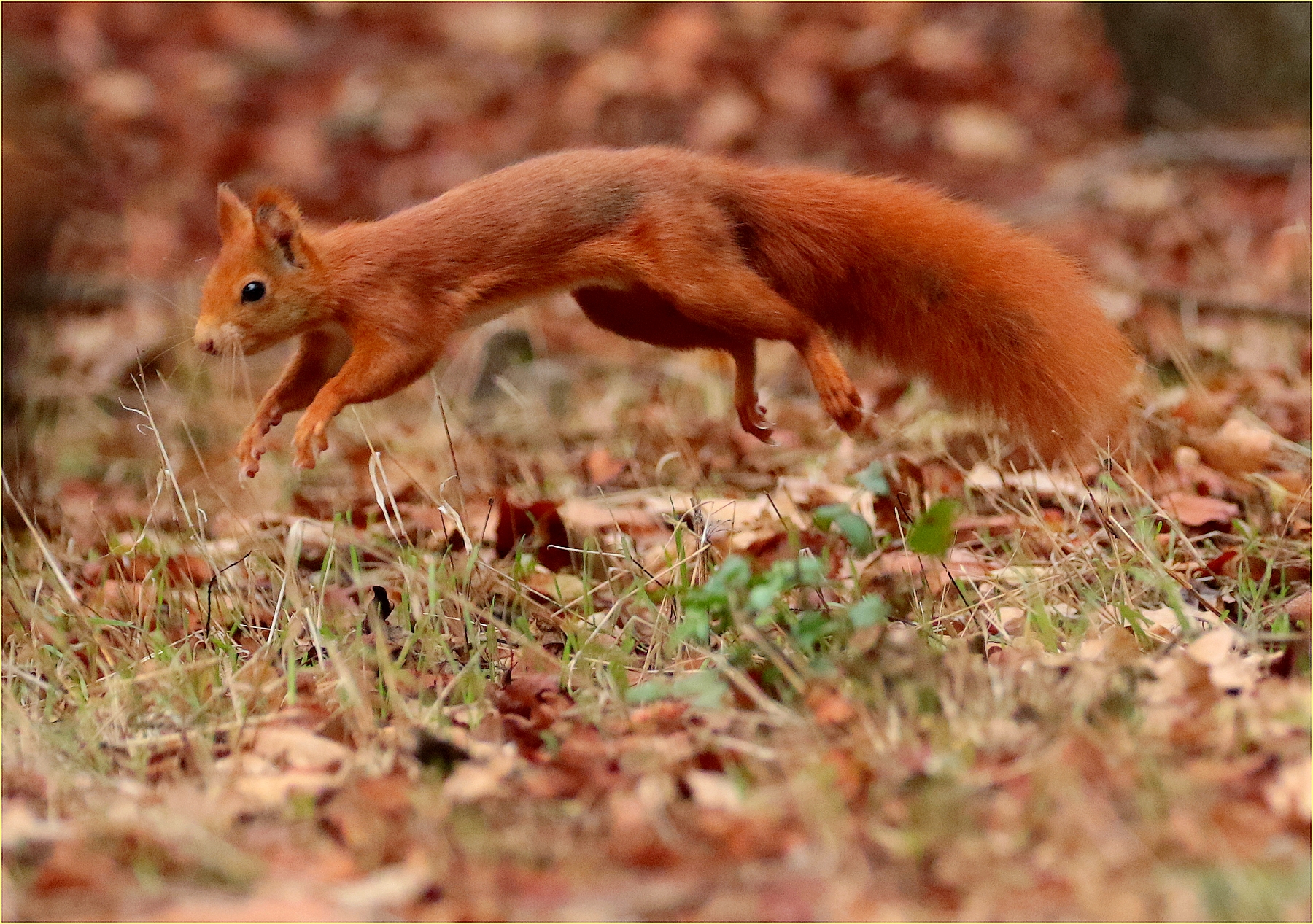,, squirrel on the fly ,, Ticino park