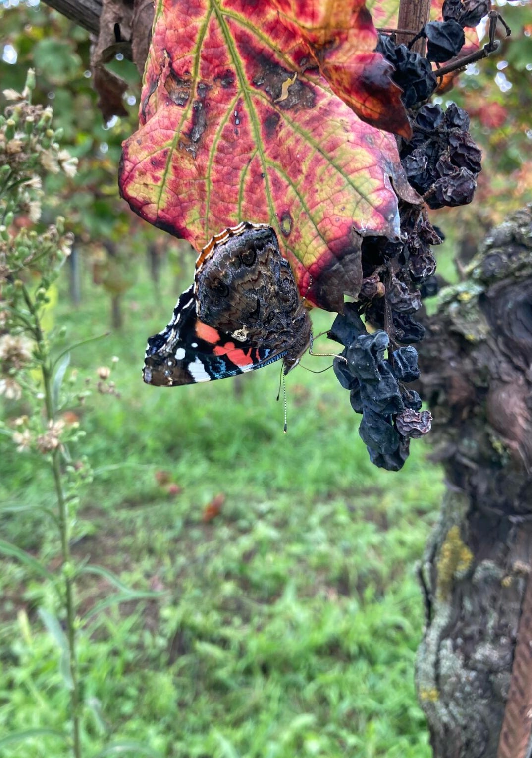 Autumn
