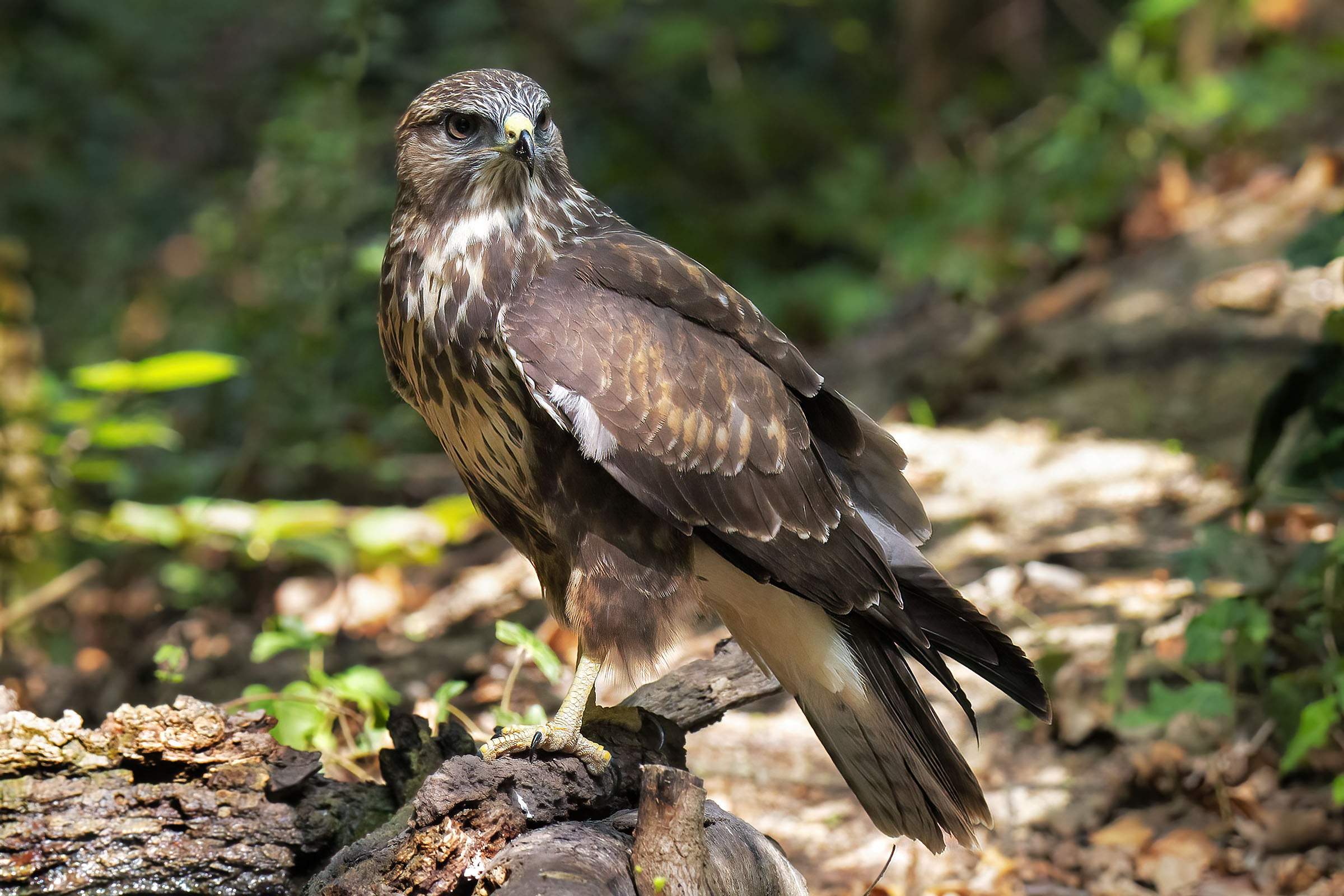 Buzzard