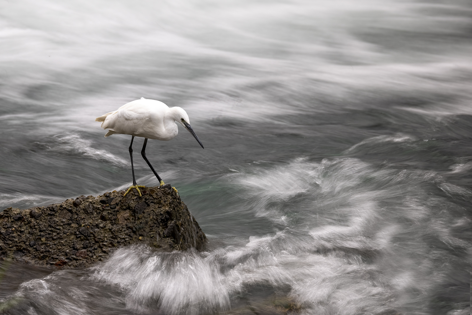 Egret on wavy