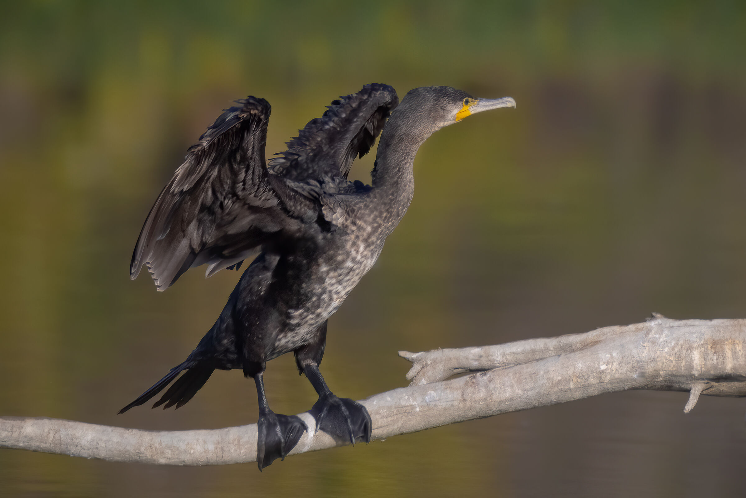 Cormorano - Oasi Celestina, Campagnola Emilia