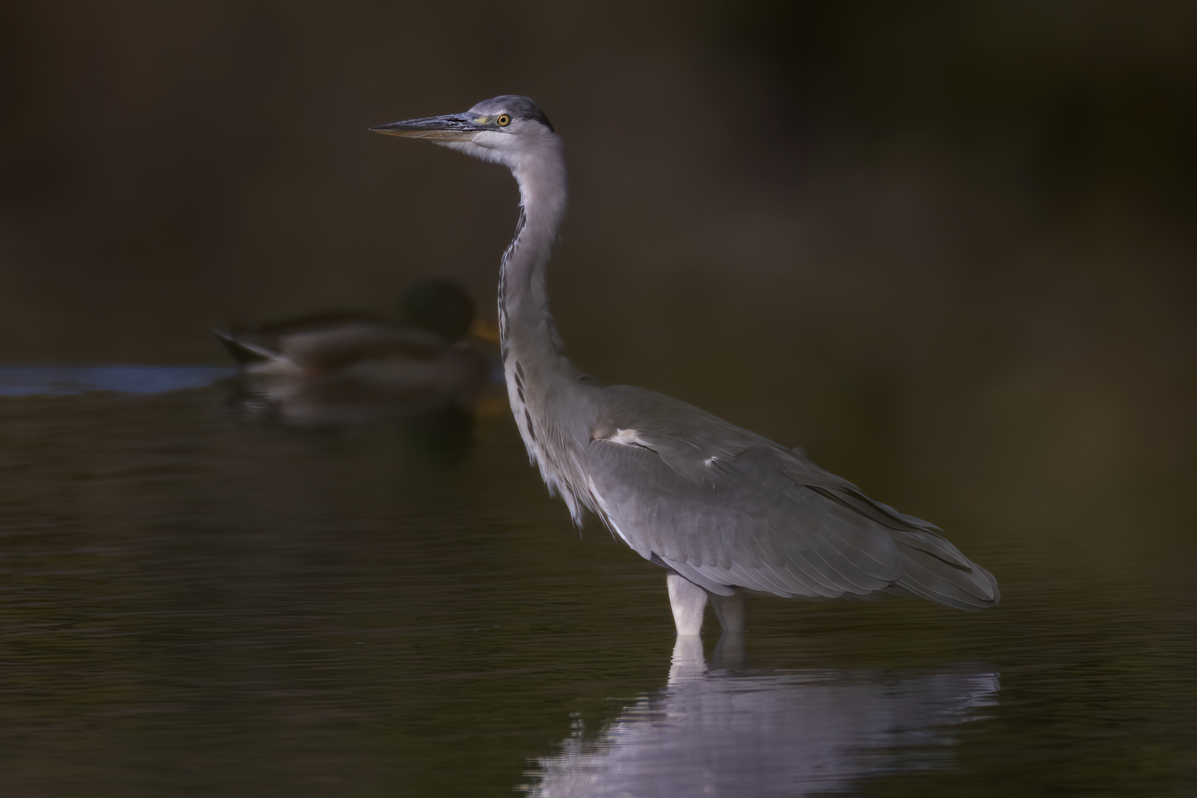 Airone cenerino - Oasi Celestina, Campagnola Emilia