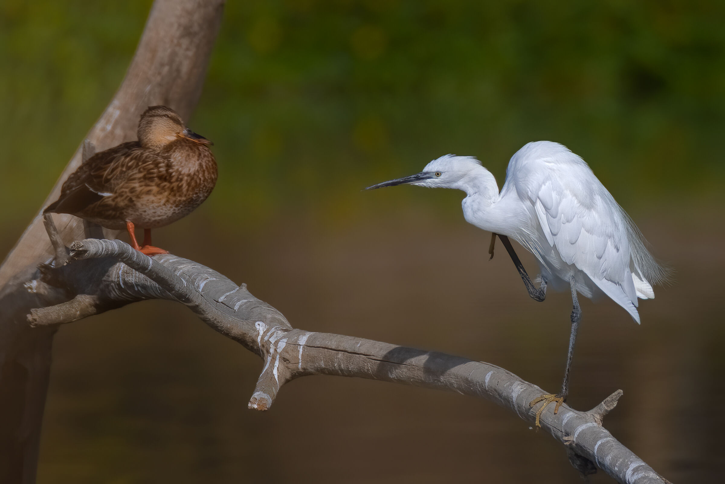 L'incontro - Oasi Celestina (Campagnola Emilia)