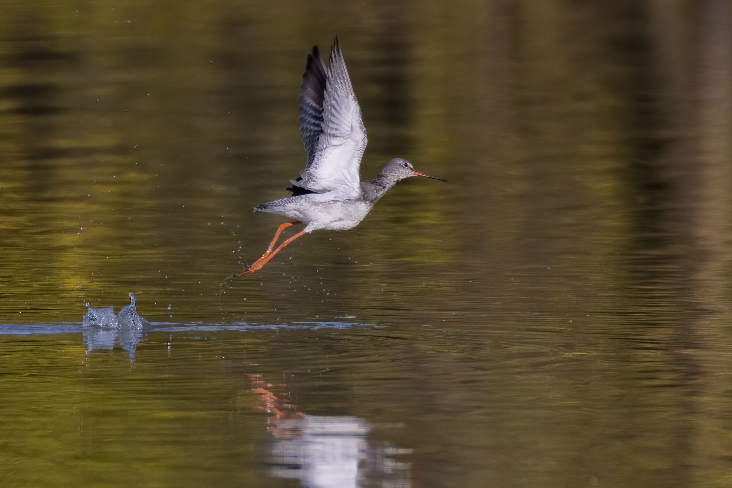 Totano moro - Oasi Celestina, Campagnola Emilia