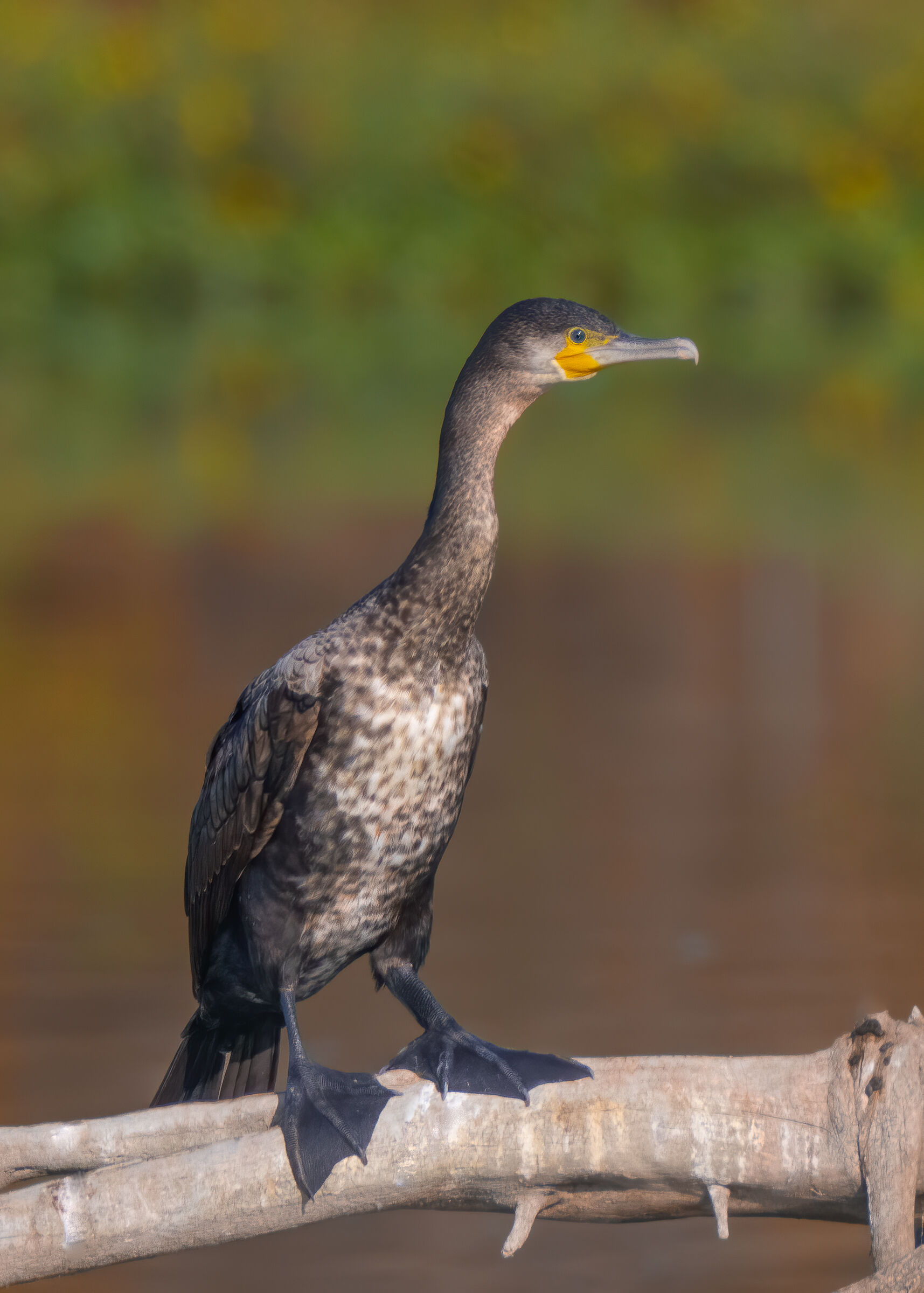 Cormorano - Oasi Celestina, Campagnola Emilia