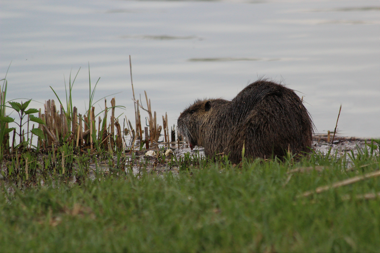 nutria
