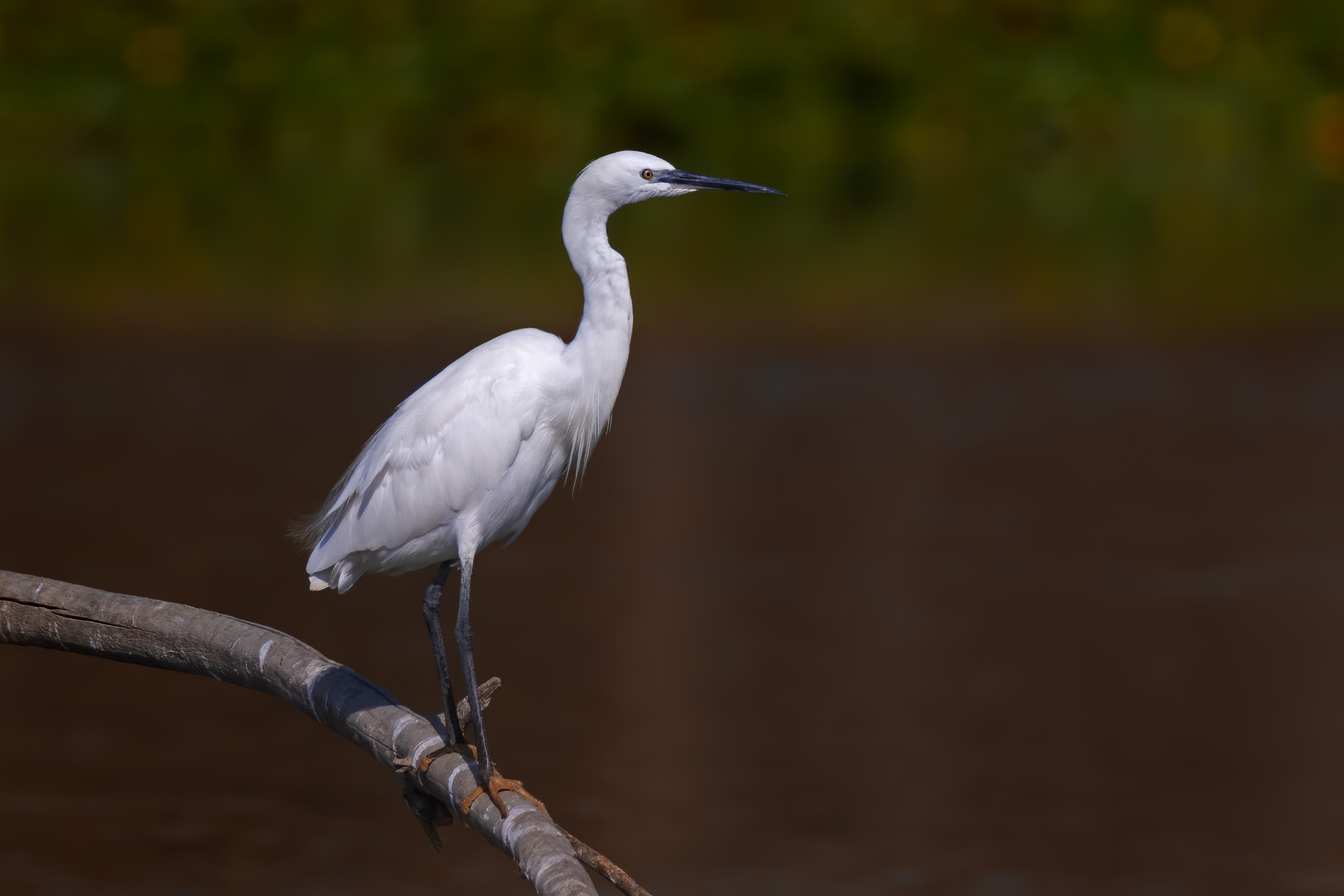 Garzetta - Oasi Celestina, Campagnola Emilia