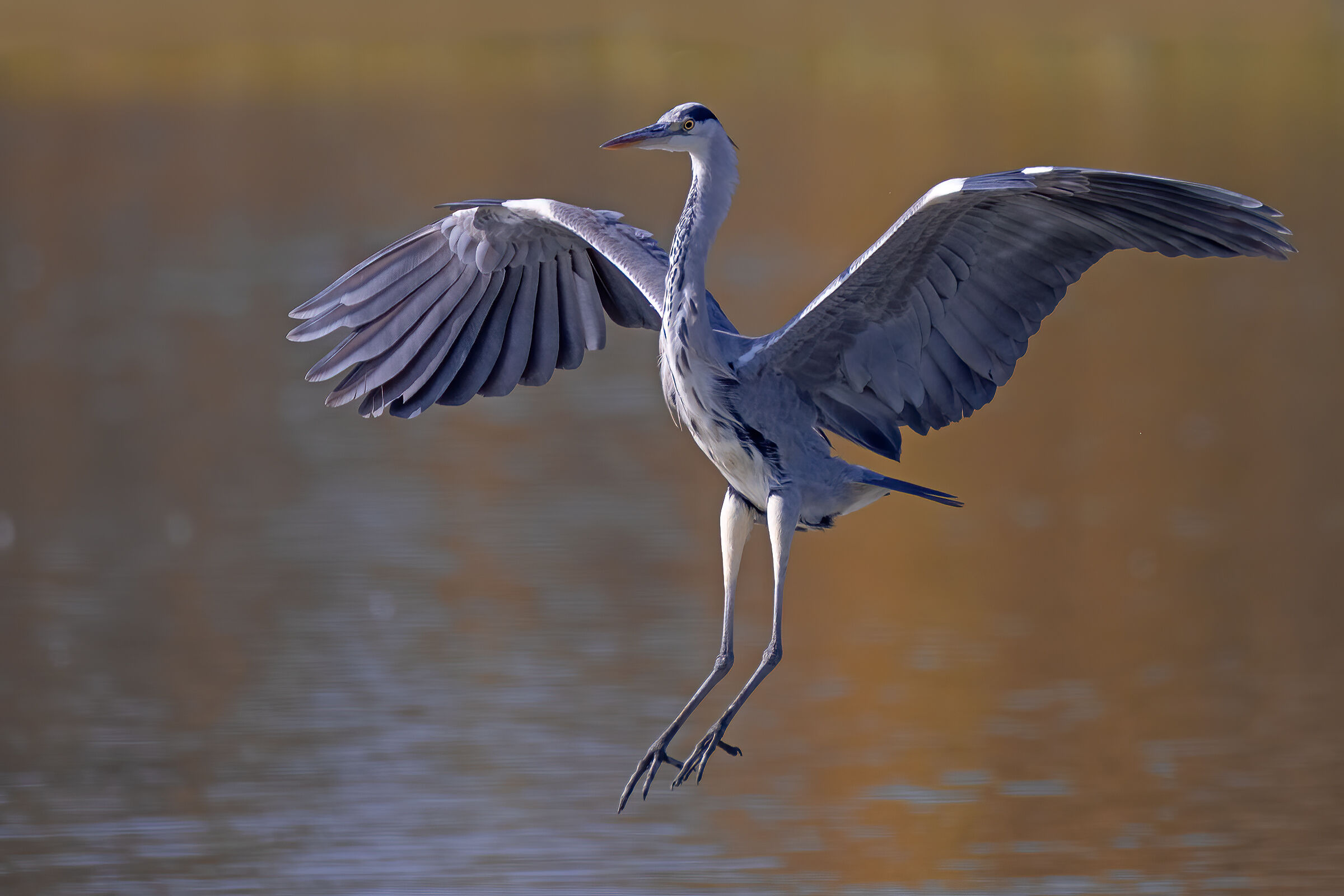 Cenerino in "atterraggio"