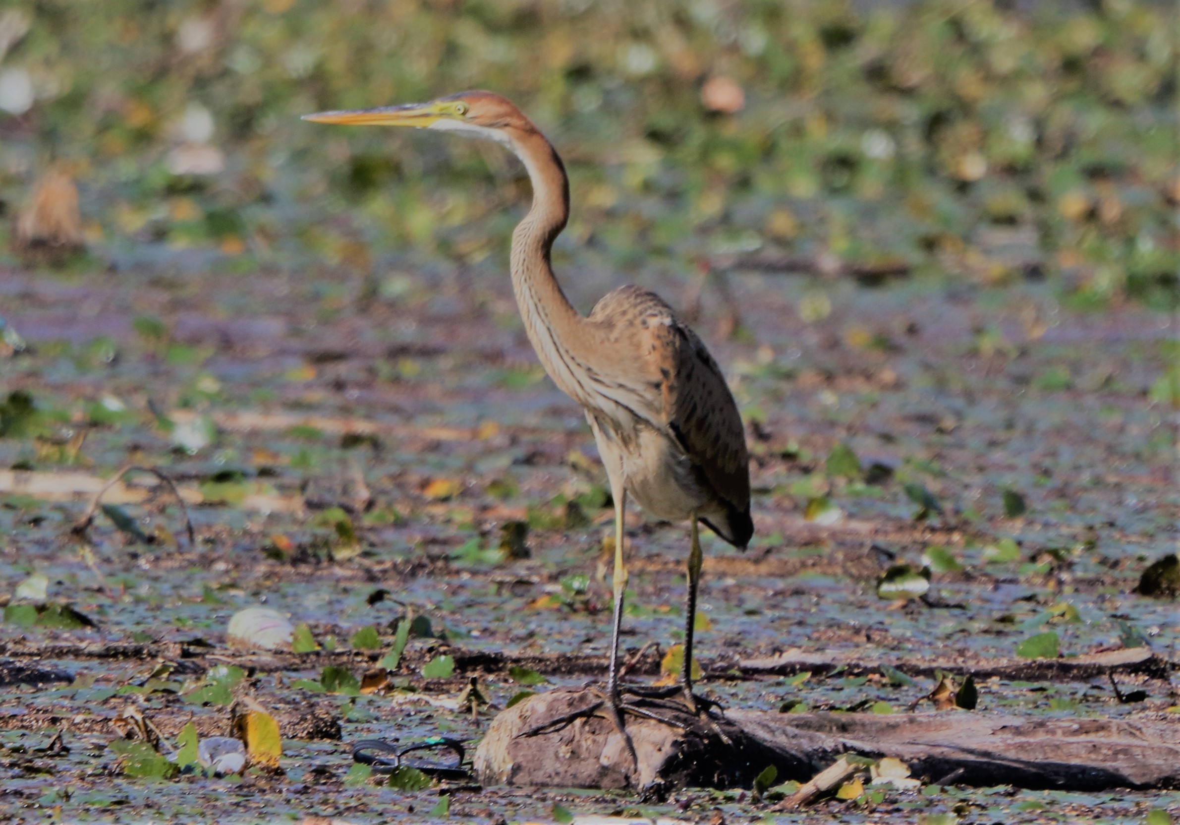 Purple heron