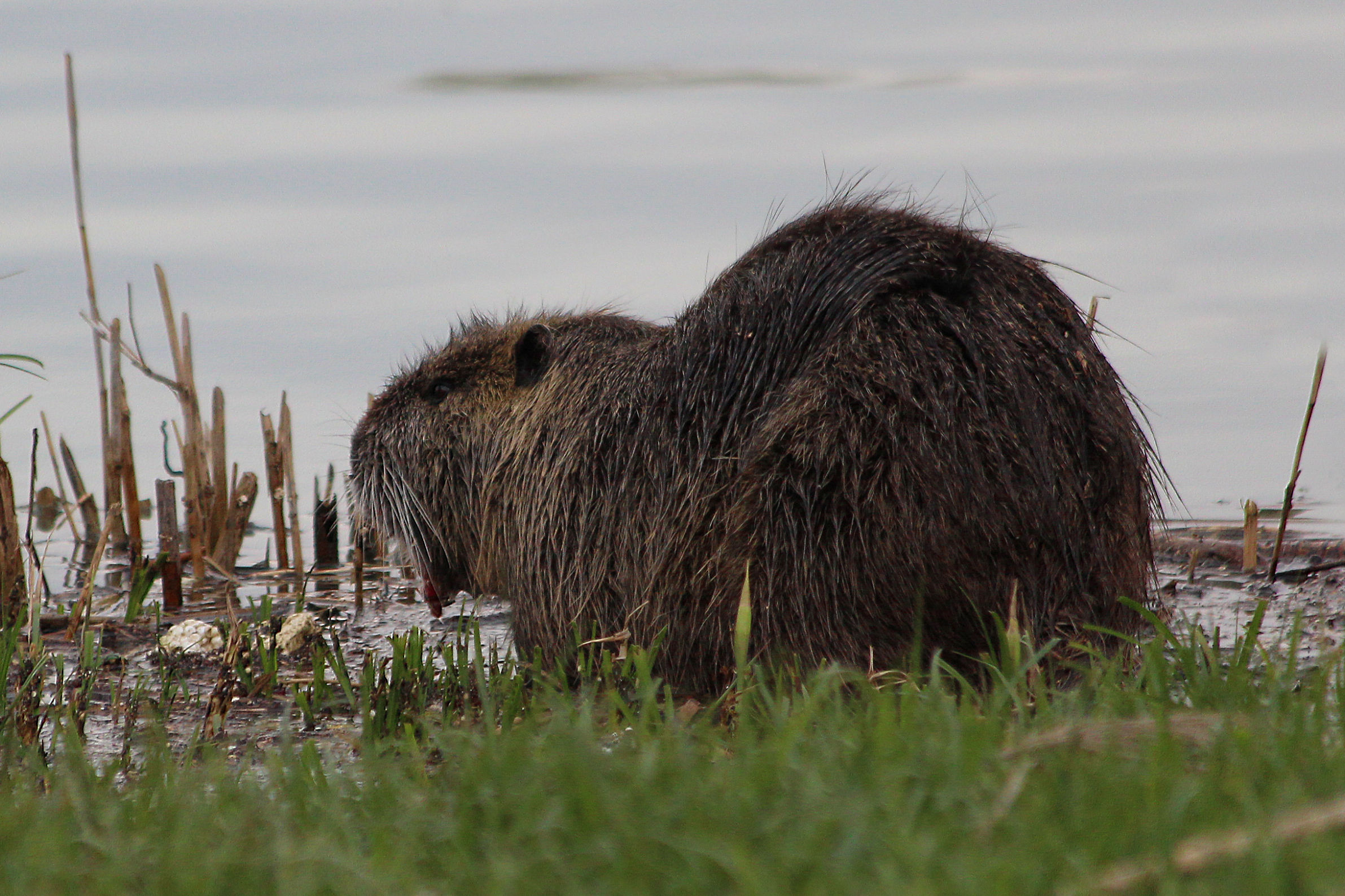 nutria