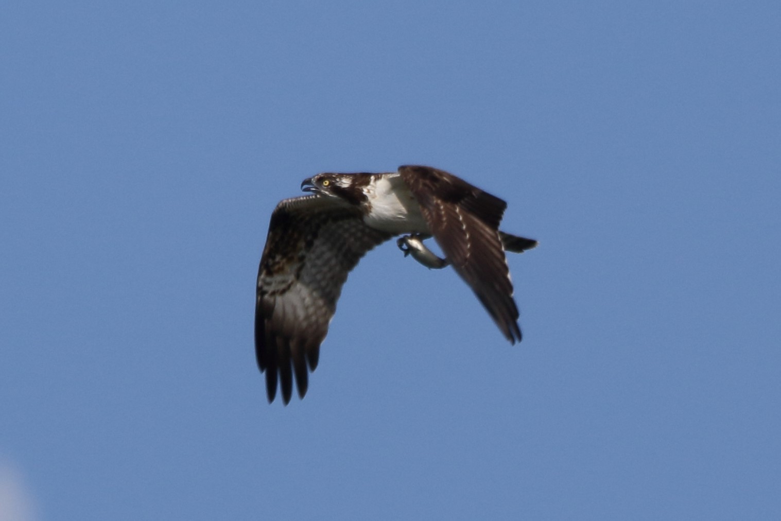 Osprey with prey 21-09 214