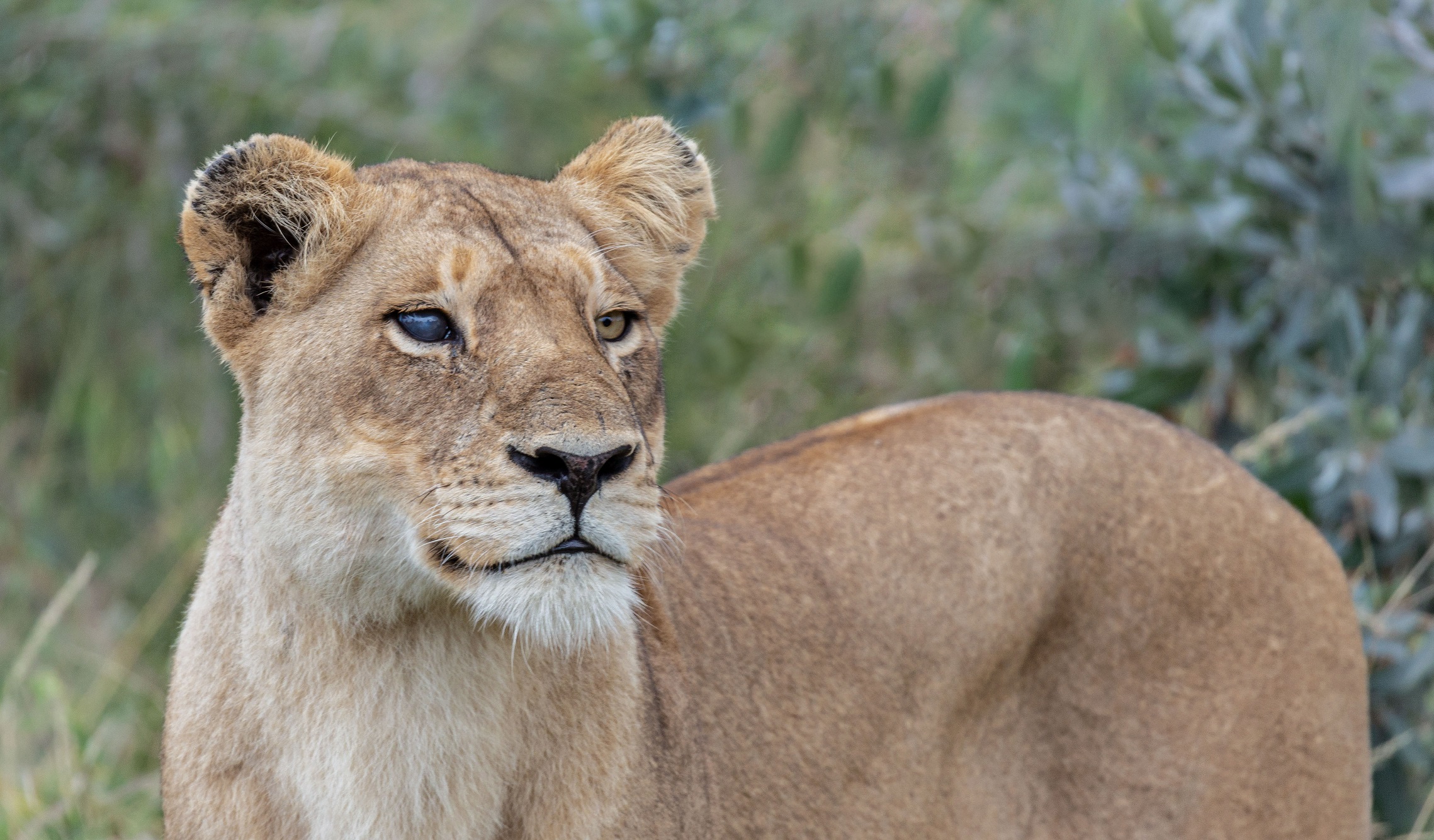 Una grande guerriera...