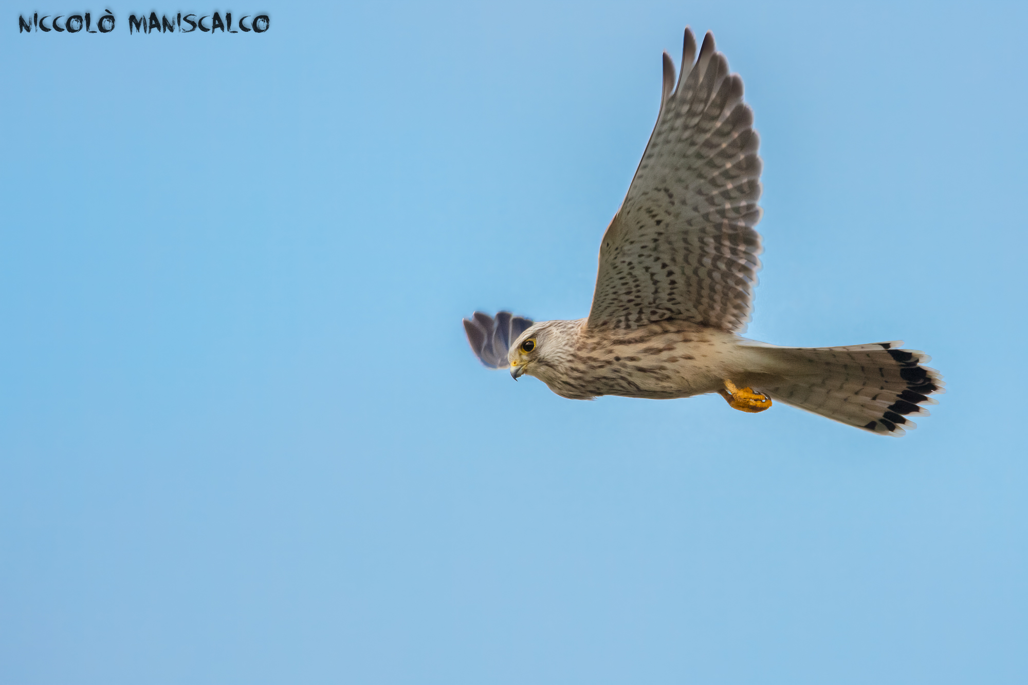 In Cerca di Una Preda