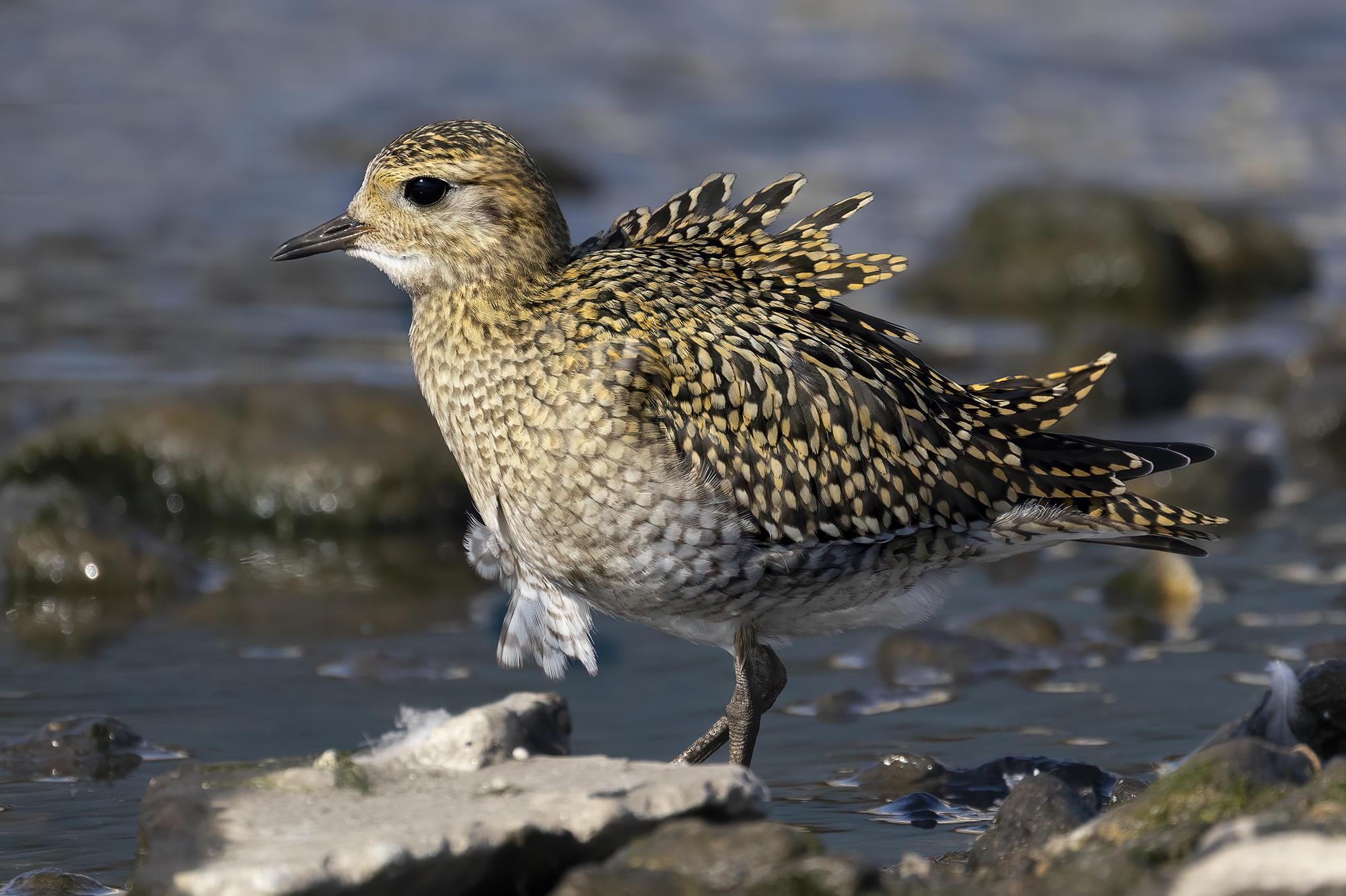 spettinato dal vento, piviere dorato