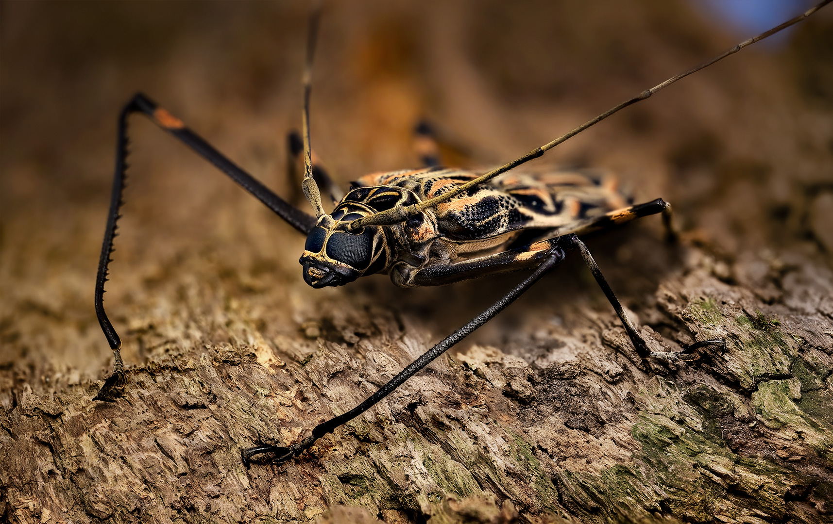 Acrocinus longimanus