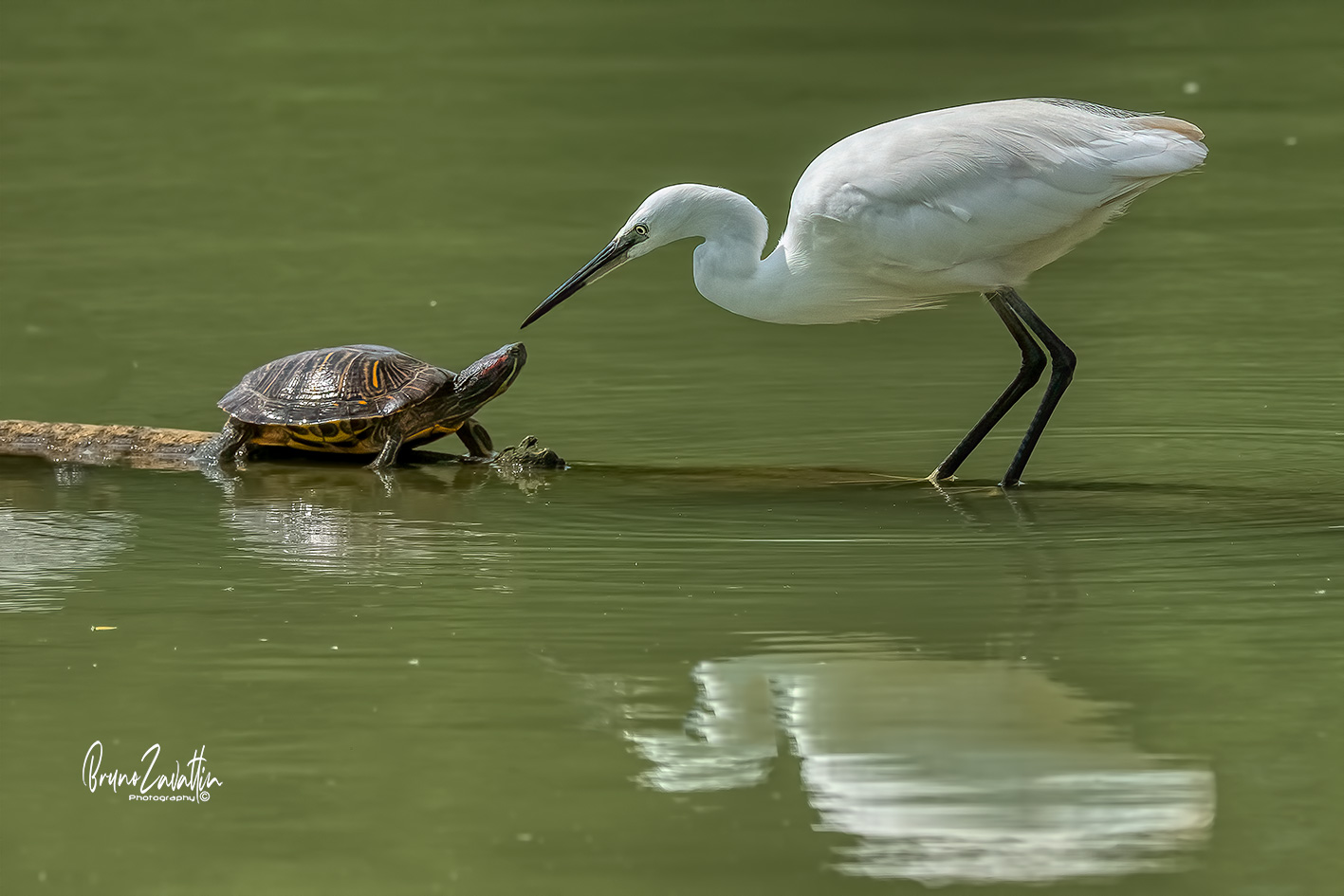 "Egretta garzetta e Trachemys scripta elegans