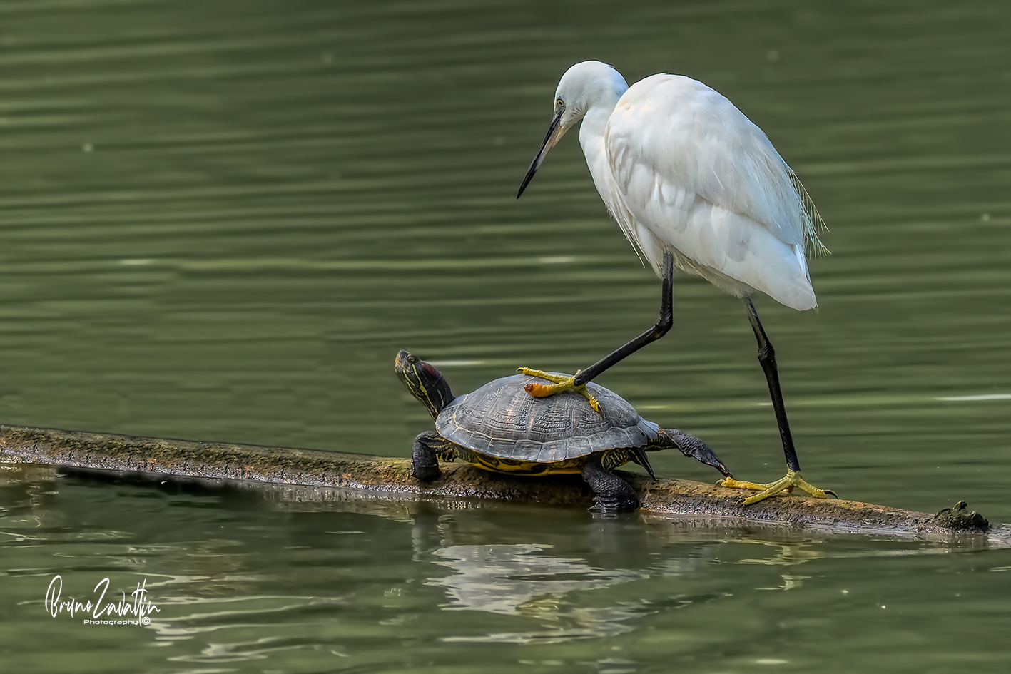 "Egretta garzetta e Trachemys scripta elegans