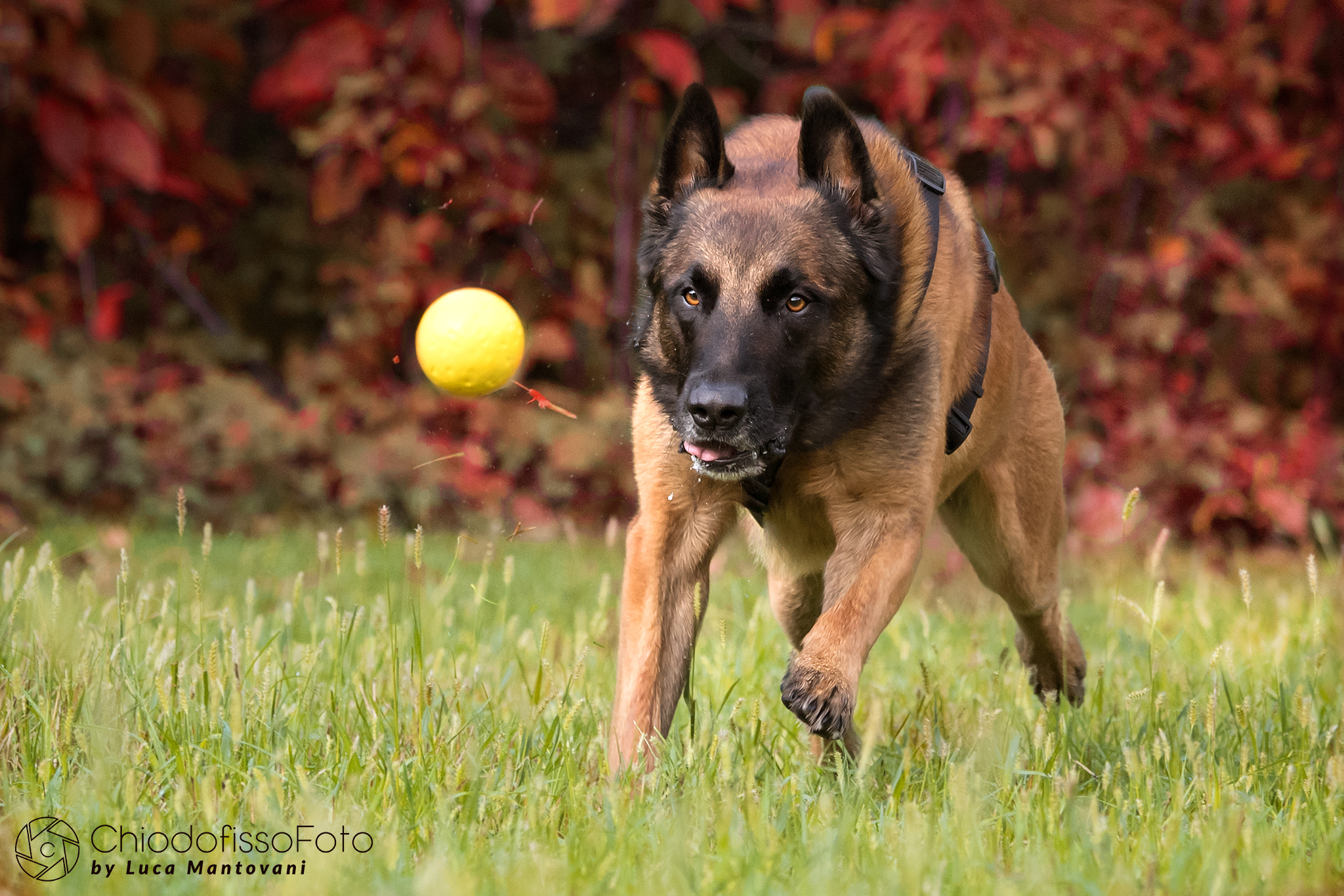 Louis ...e la pallina sta per fare una brutta fine!!!!