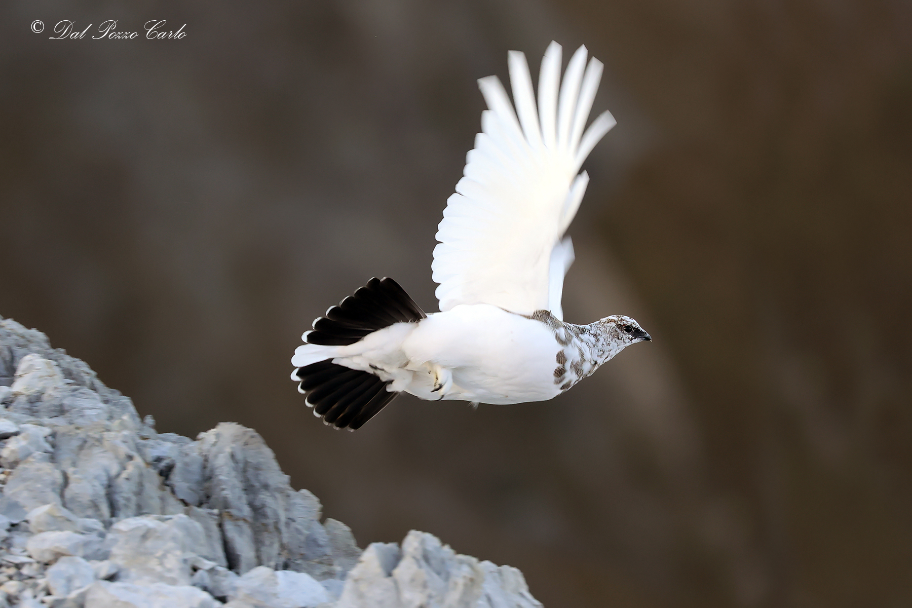 Fly