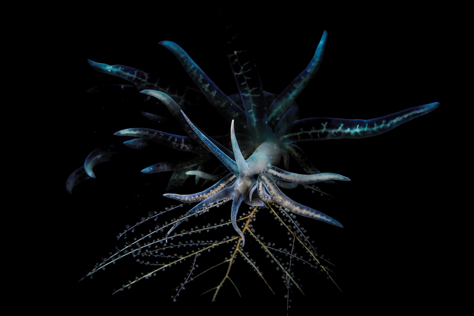 Phyllodesmium iriomotense