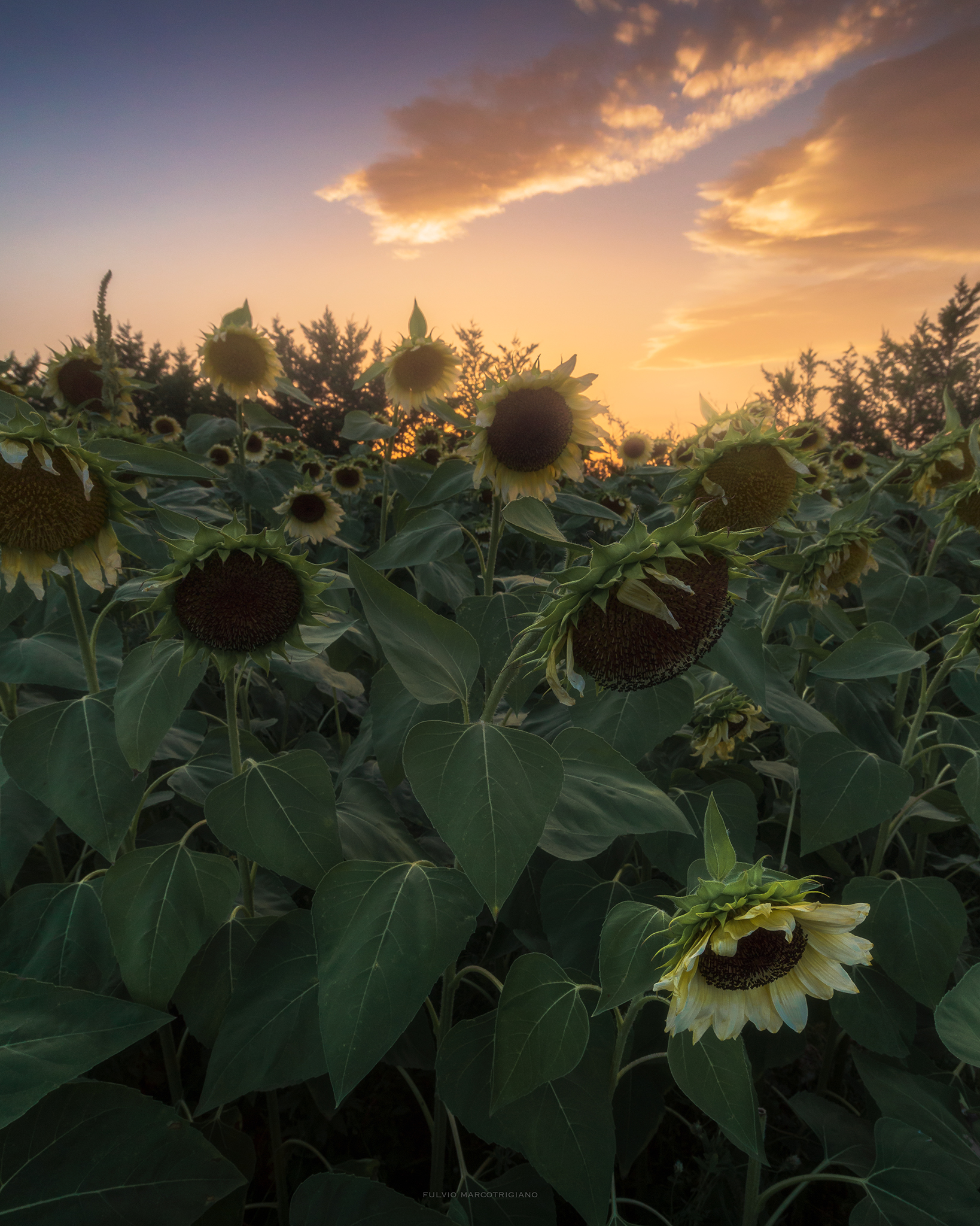 Sunset in the sunflowers field