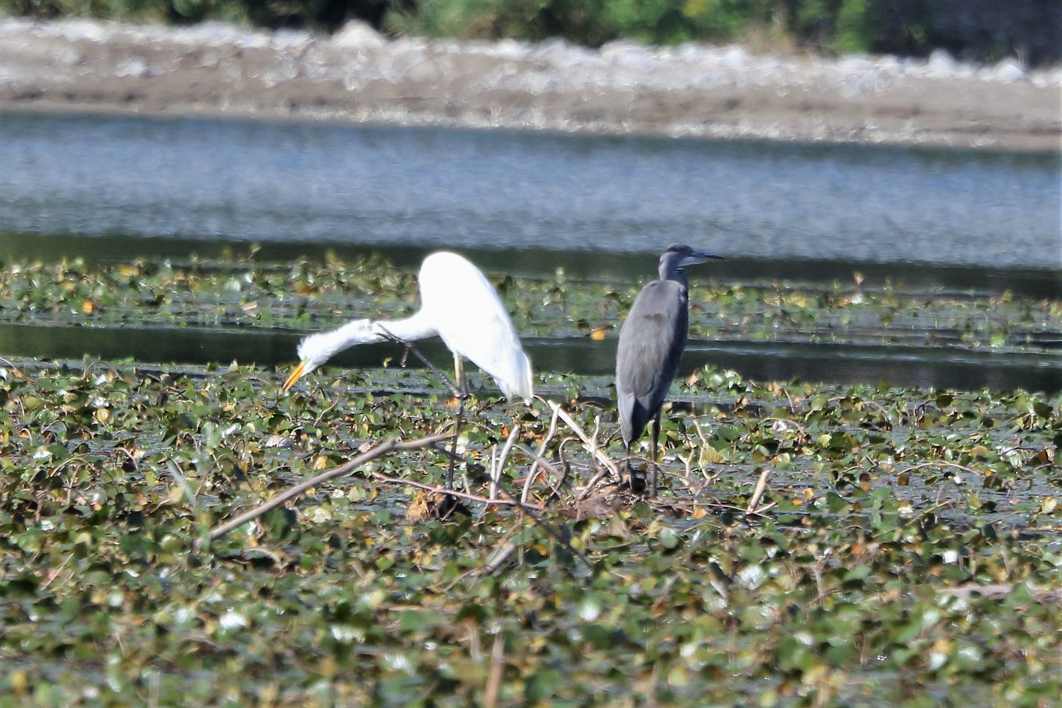 Greater white and ash