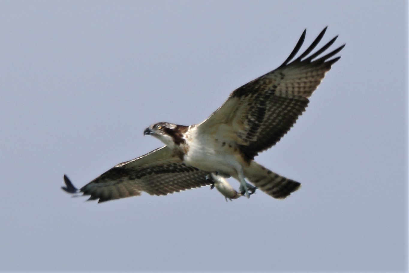 Osprey with prey 21-09 123