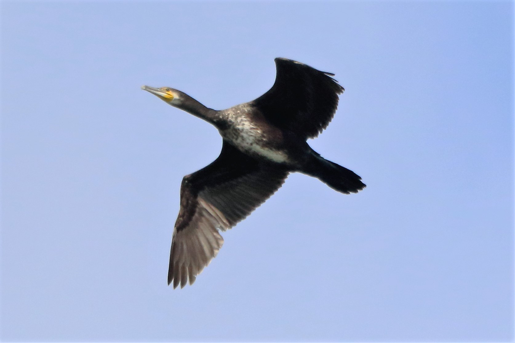 cormorant