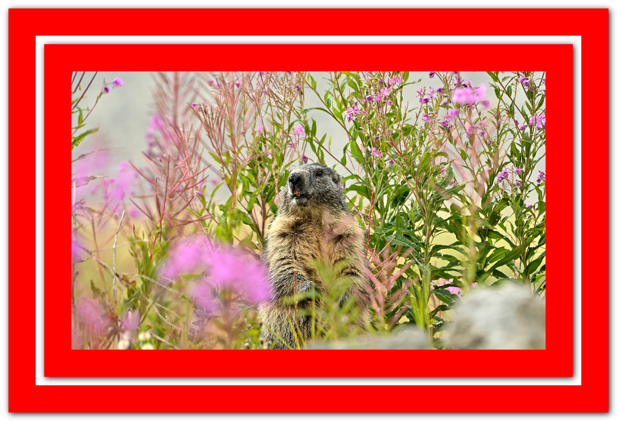 La Marmotta del Moncenisio