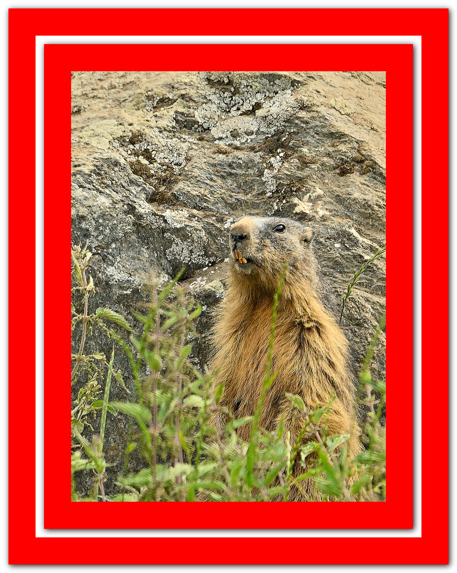 La Marmotta del Moncenisio
