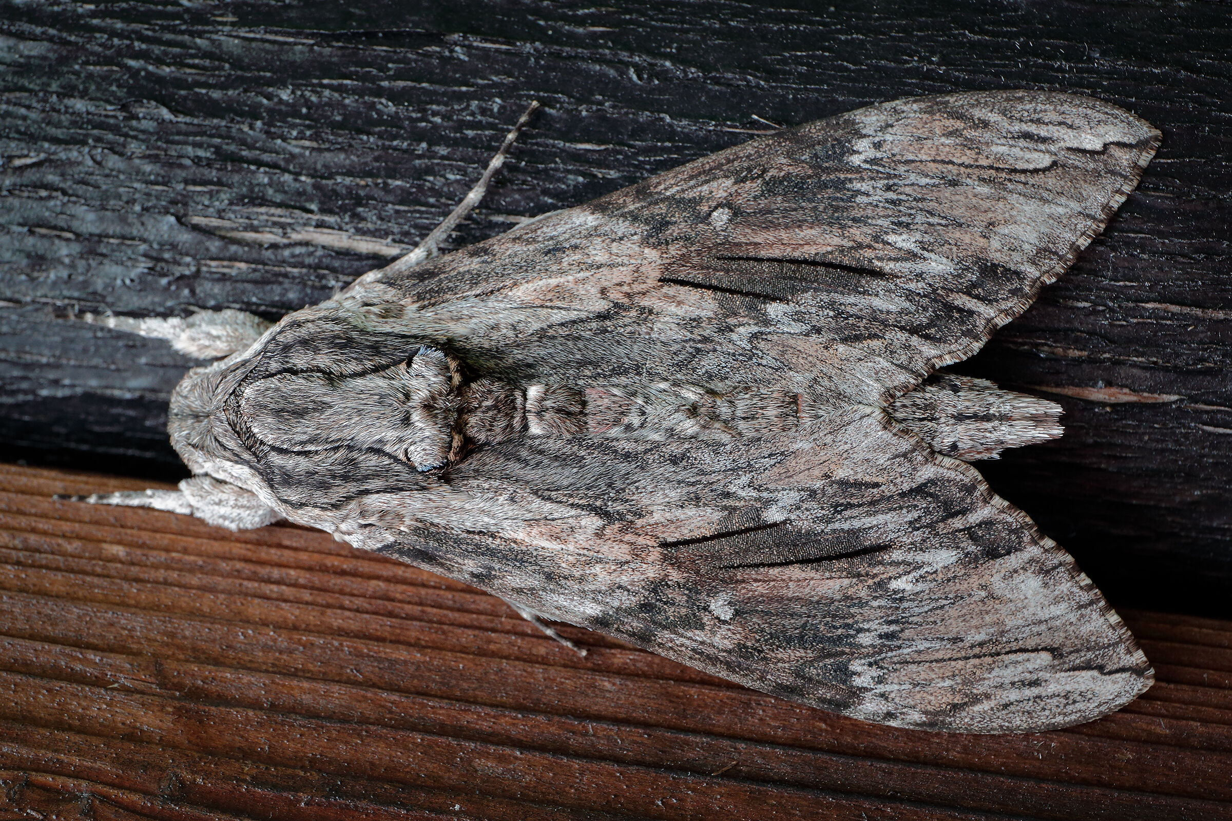 Sfinge del convolvolo