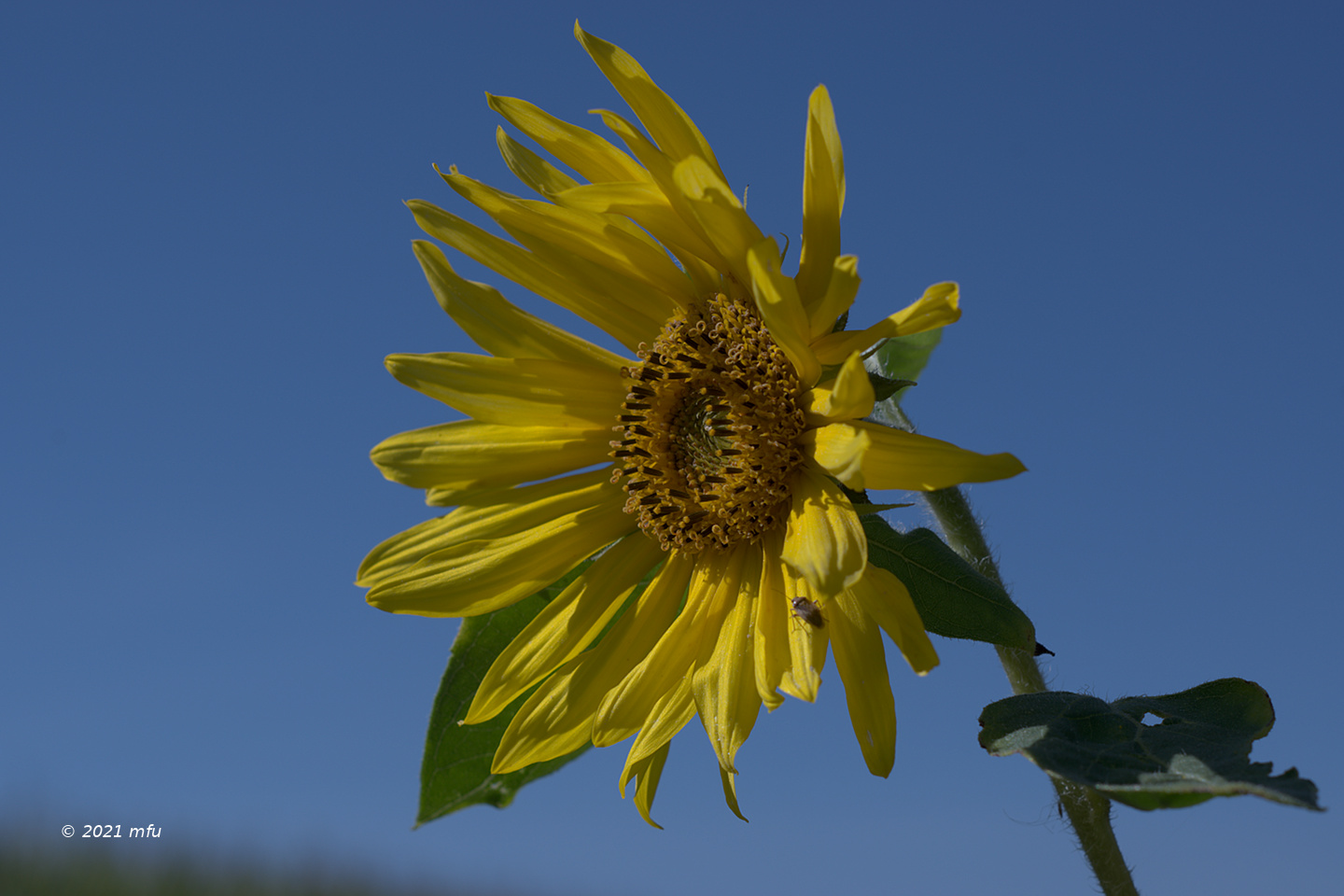 Light discussion: a) natural