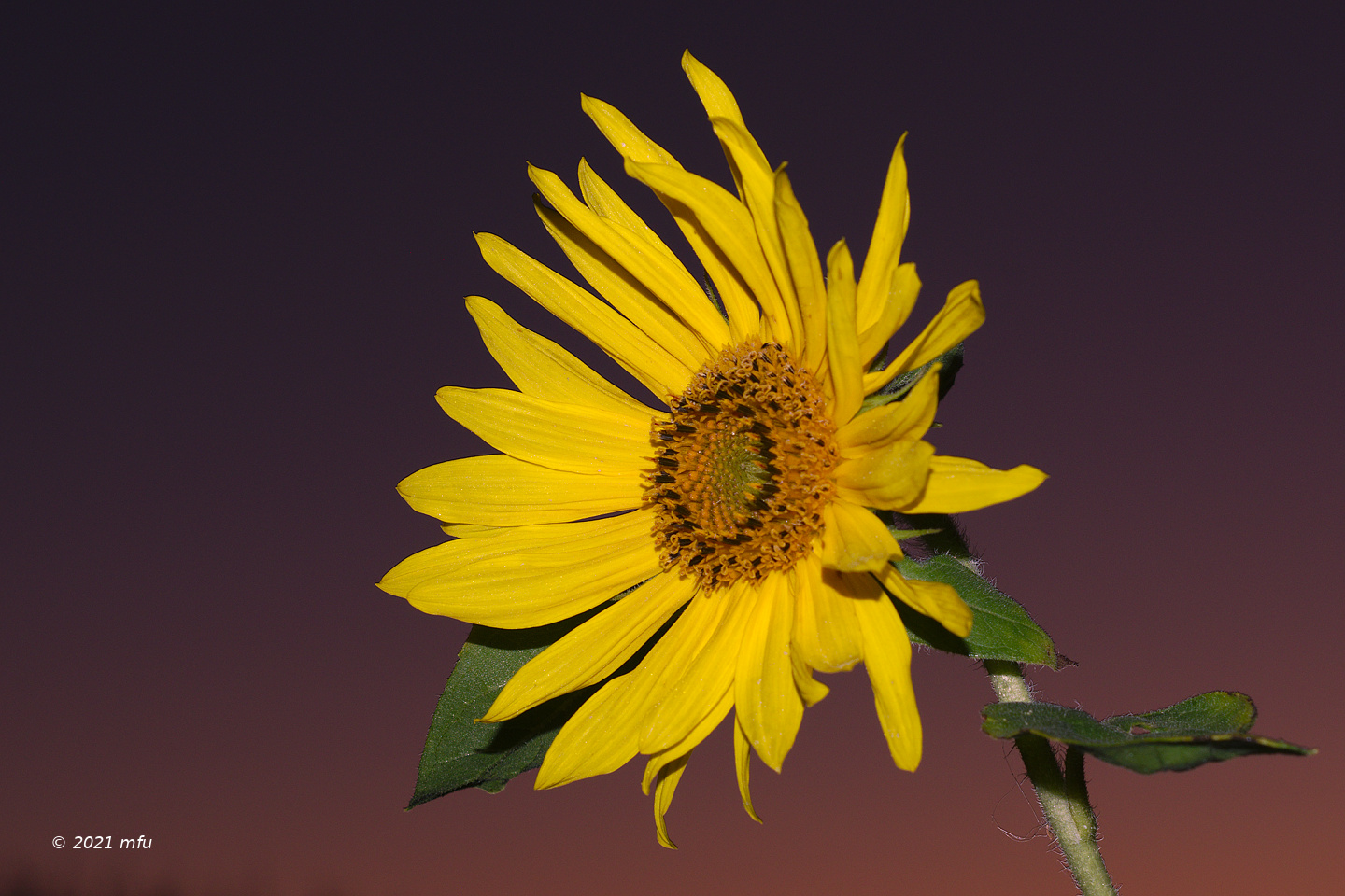 Light discussion: b) artificial