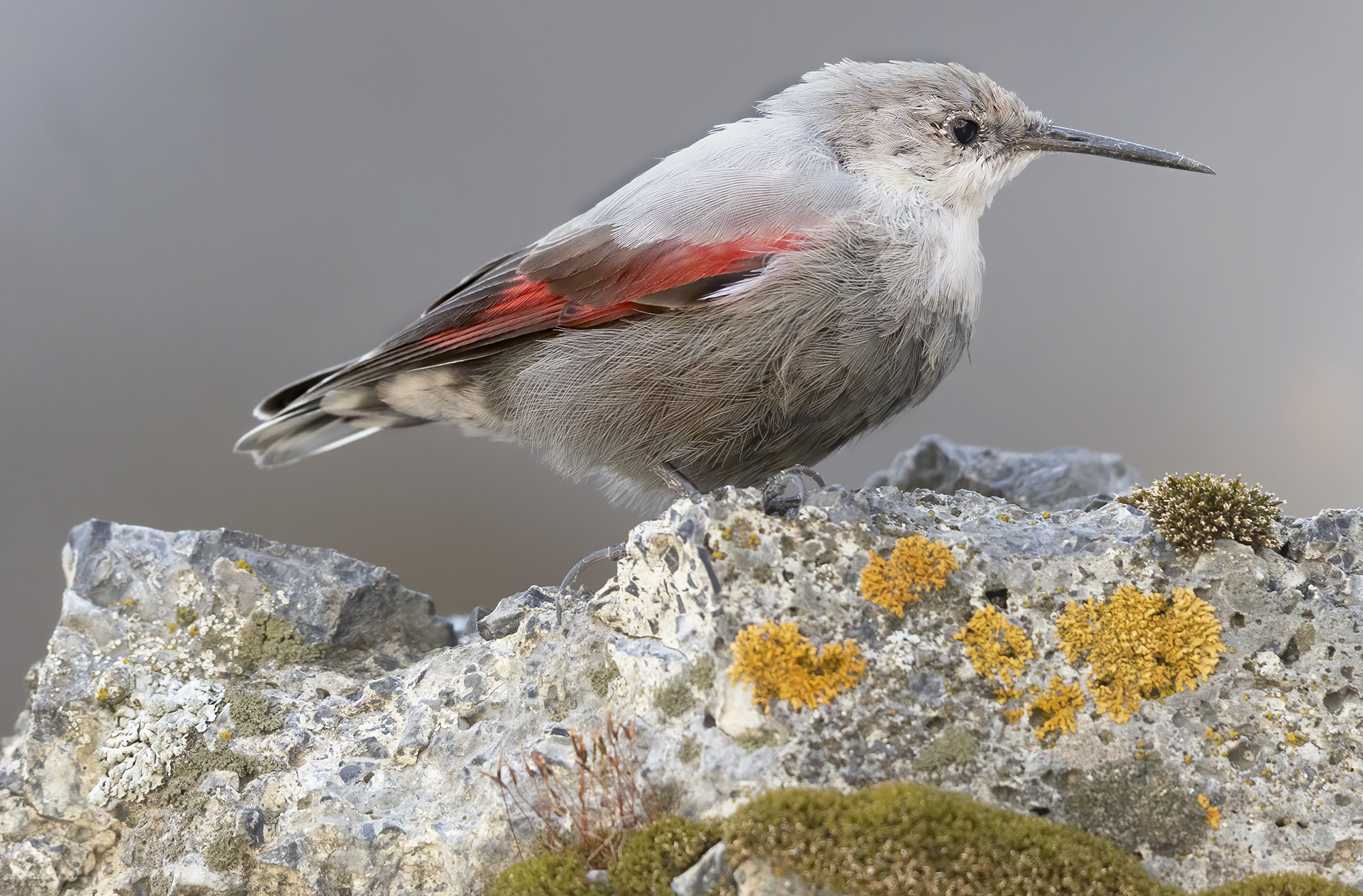 rocce, licheni e picchio muraiolo