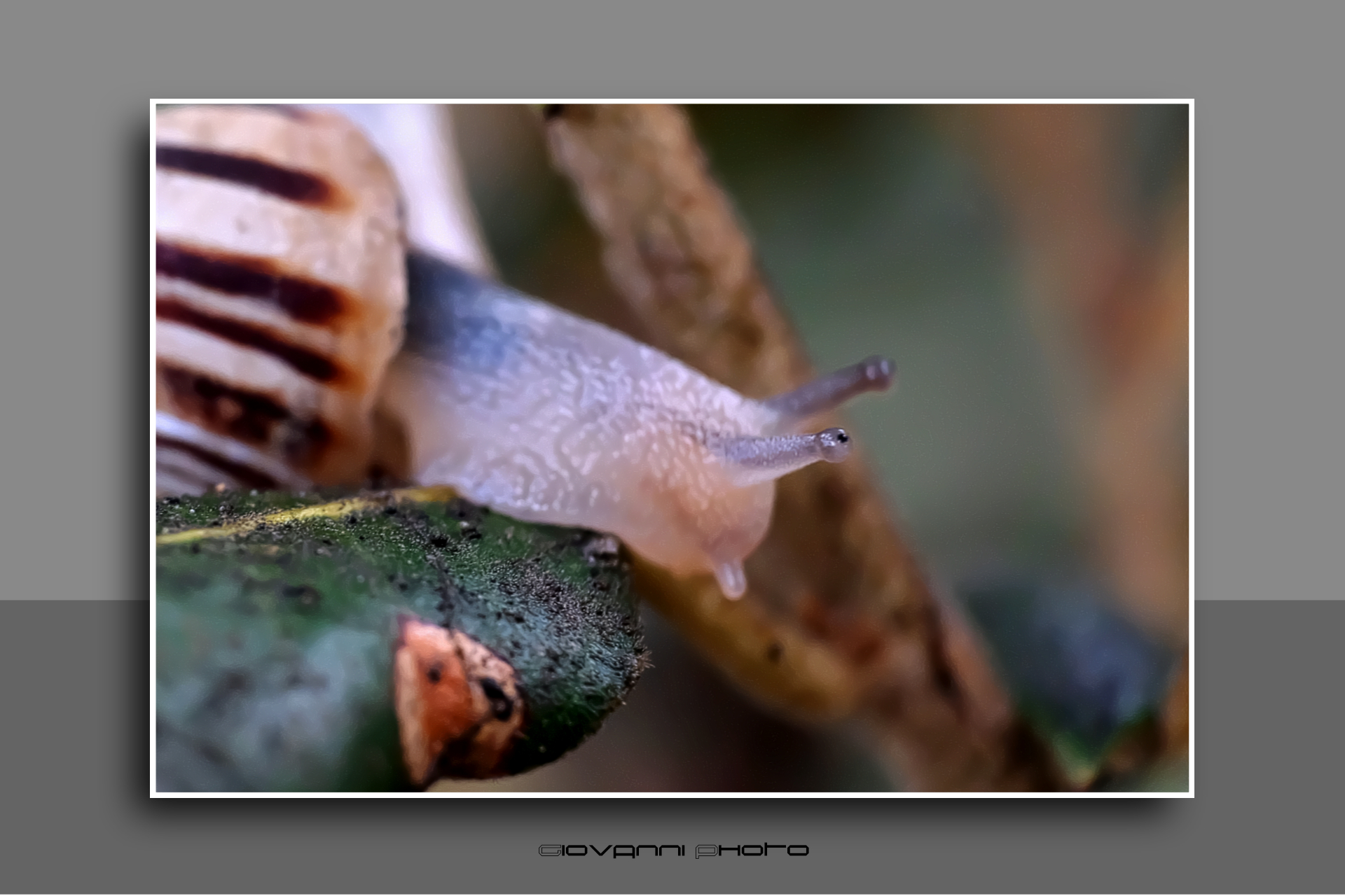 Snail in search of shelter