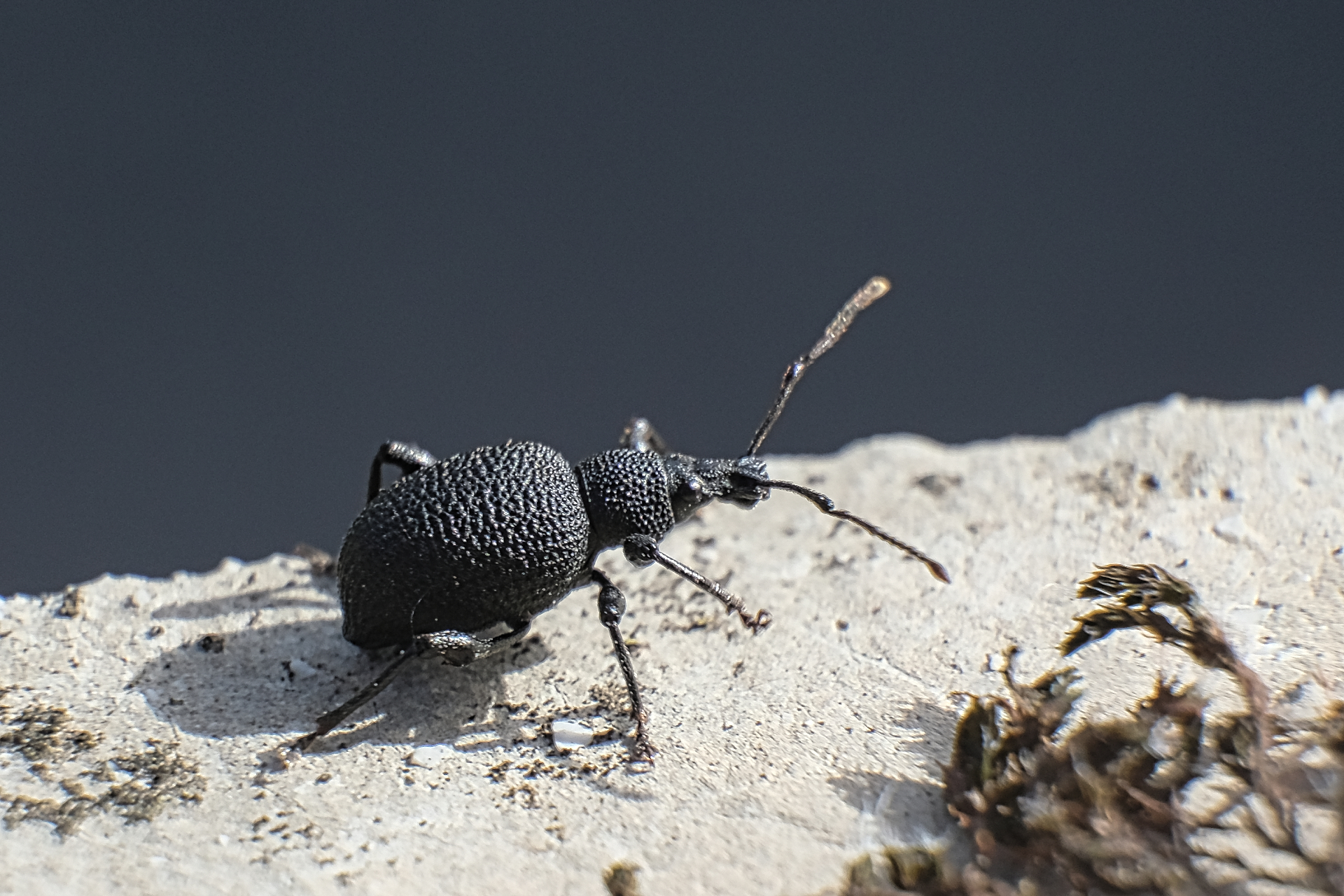 Otiorhynchus sulcatus