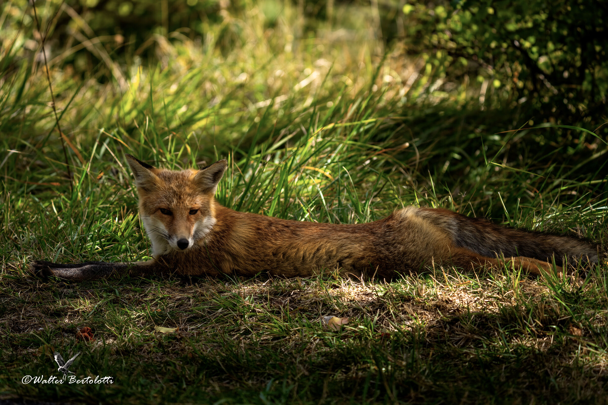 in the shade of the early morning