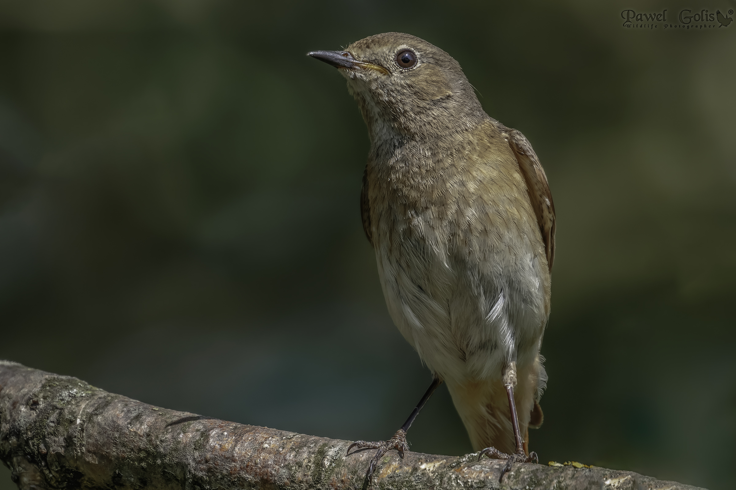 Redstart comune (Phoenicurus phoenicurus)