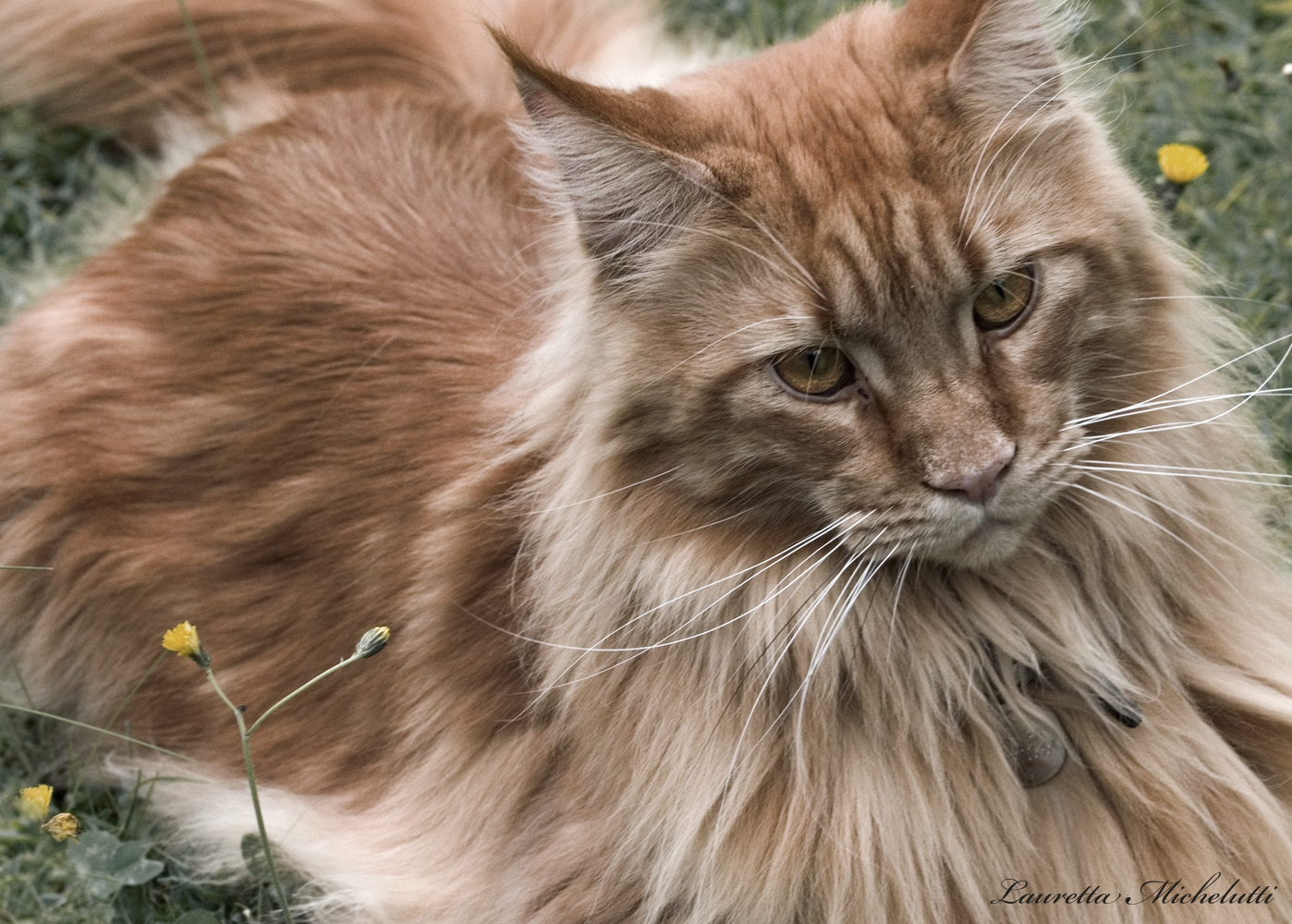 cat
