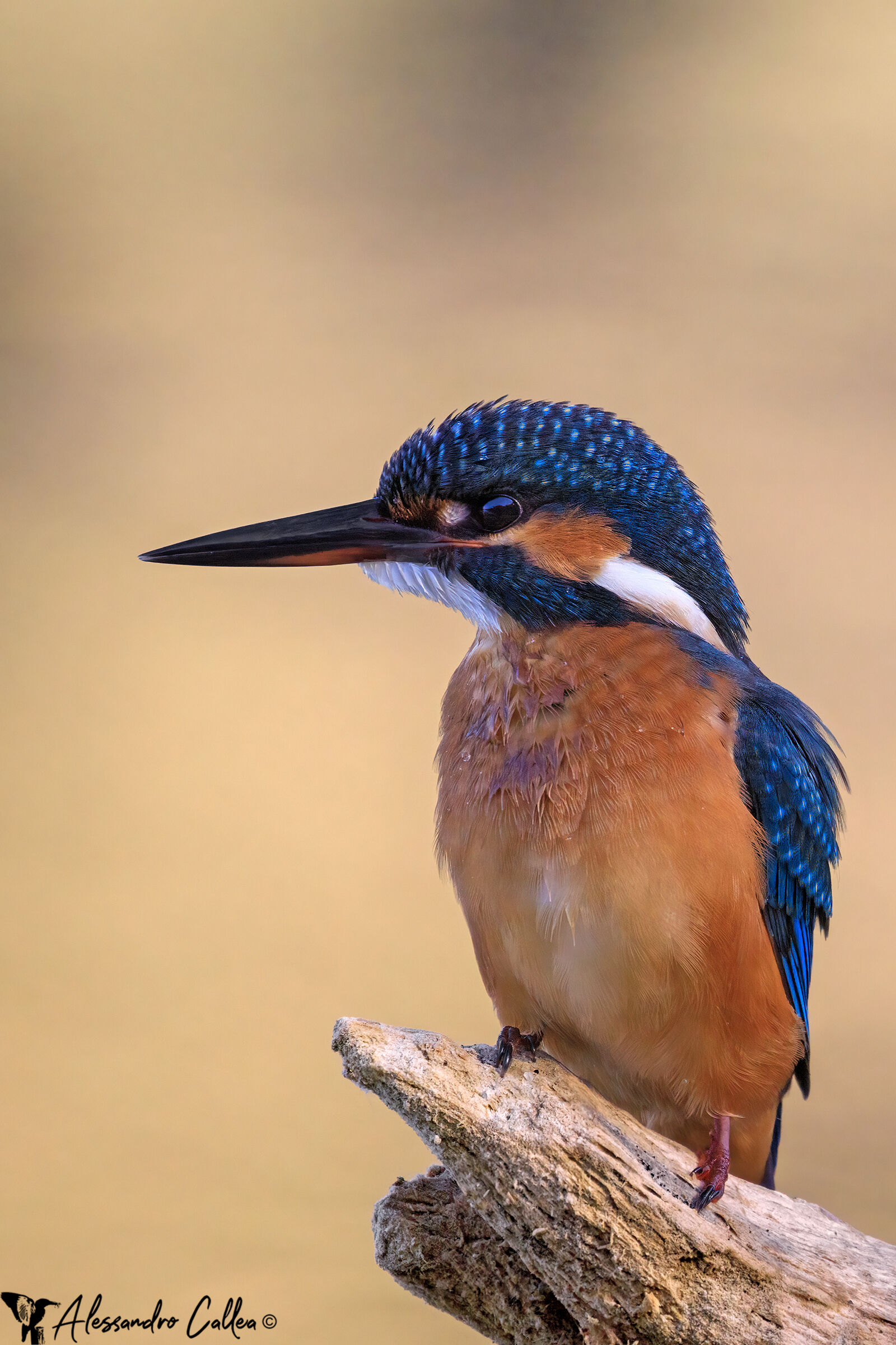 Martina nella luce dorata &female;