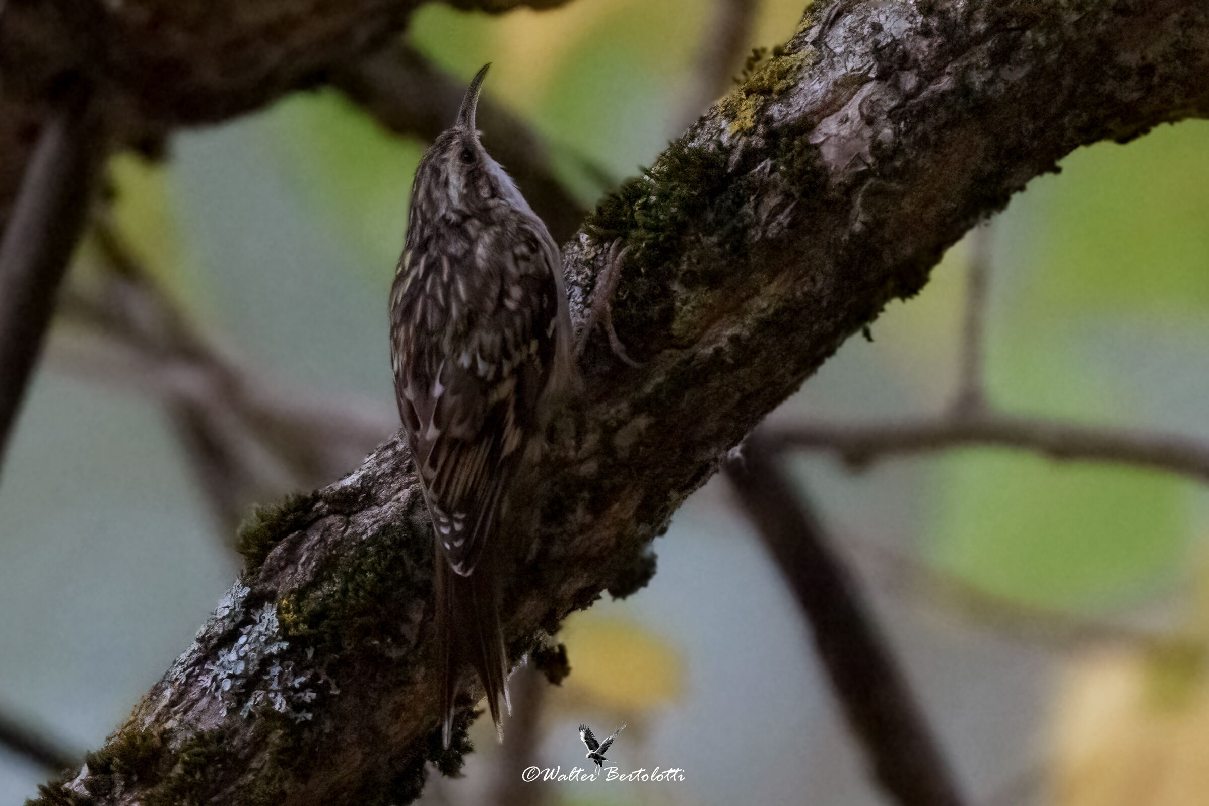 in the woods of Abruzzo