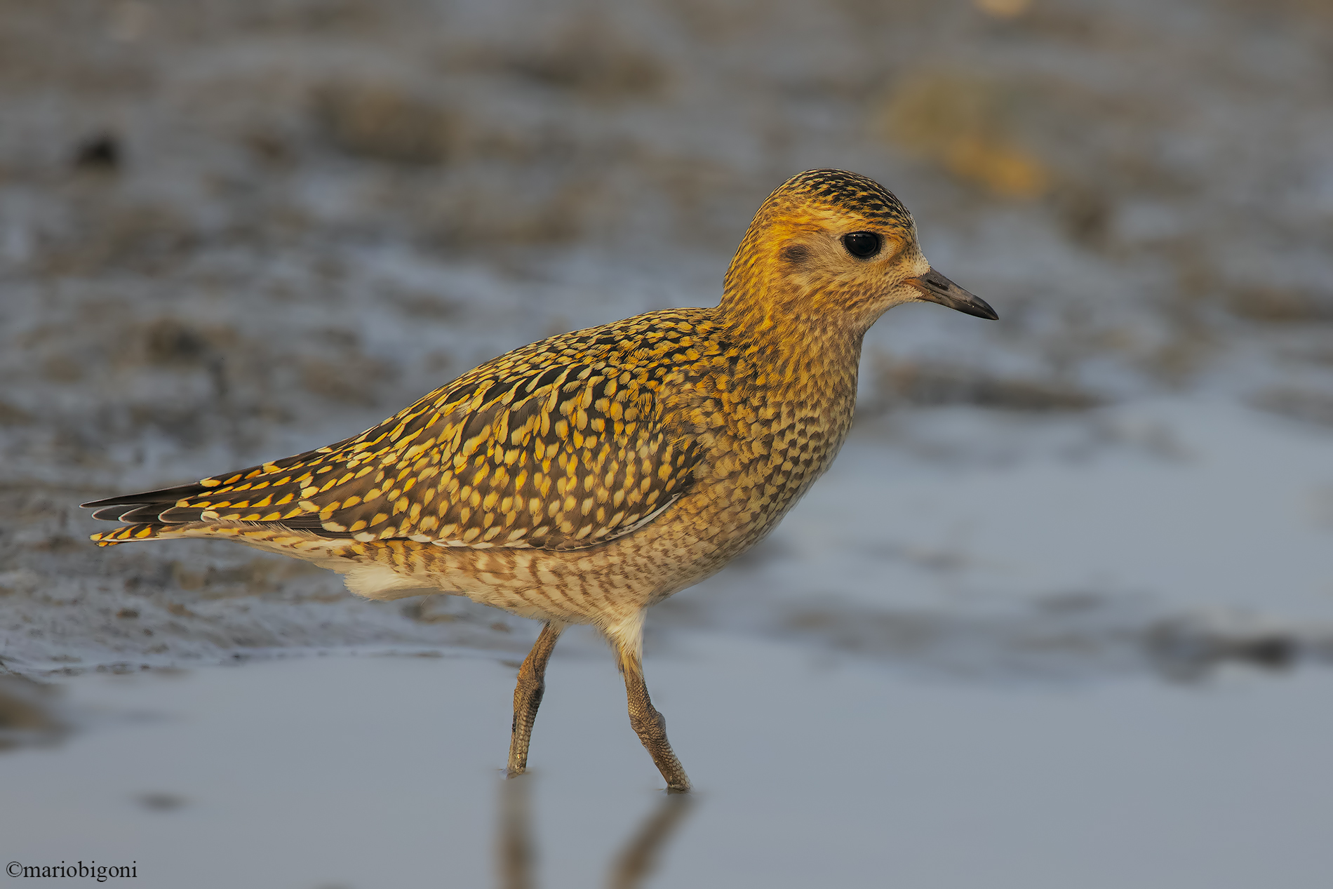 Golden Plover